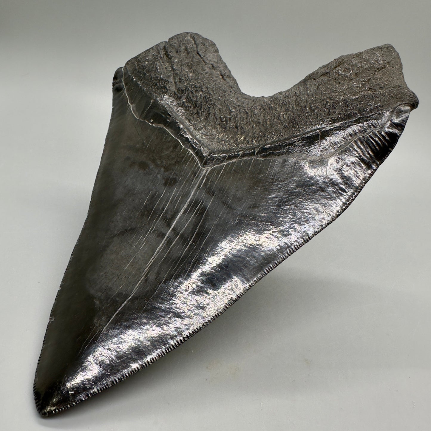 EXTRA LARGE, close to max size 6.49" Fossil Megalodon Tooth - South Carolina MJ187 megalodonjaws.com - Back Right