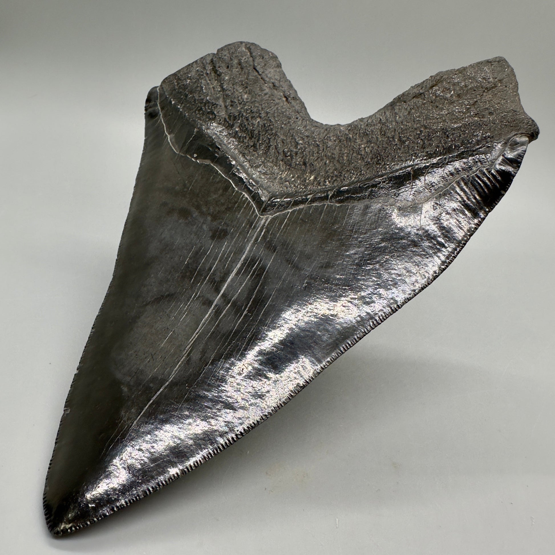 EXTRA LARGE, close to max size 6.49" Fossil Megalodon Tooth - South Carolina MJ187 megalodonjaws.com - Back Right