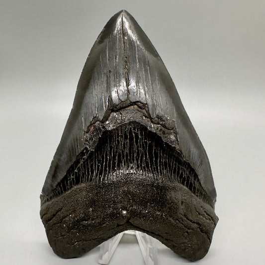 EXTRA LARGE, close to max size 6.49" Fossil Megalodon Tooth - South Carolina MJ187 megalodonjaws.com - Front 