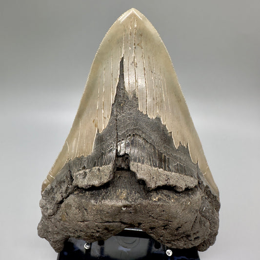EXTRA LARGE, sharply serrated  6.16" Fossil Megalodon Tooth - Wilmington North Carolina MJ185 megalodonjaws.com - Front