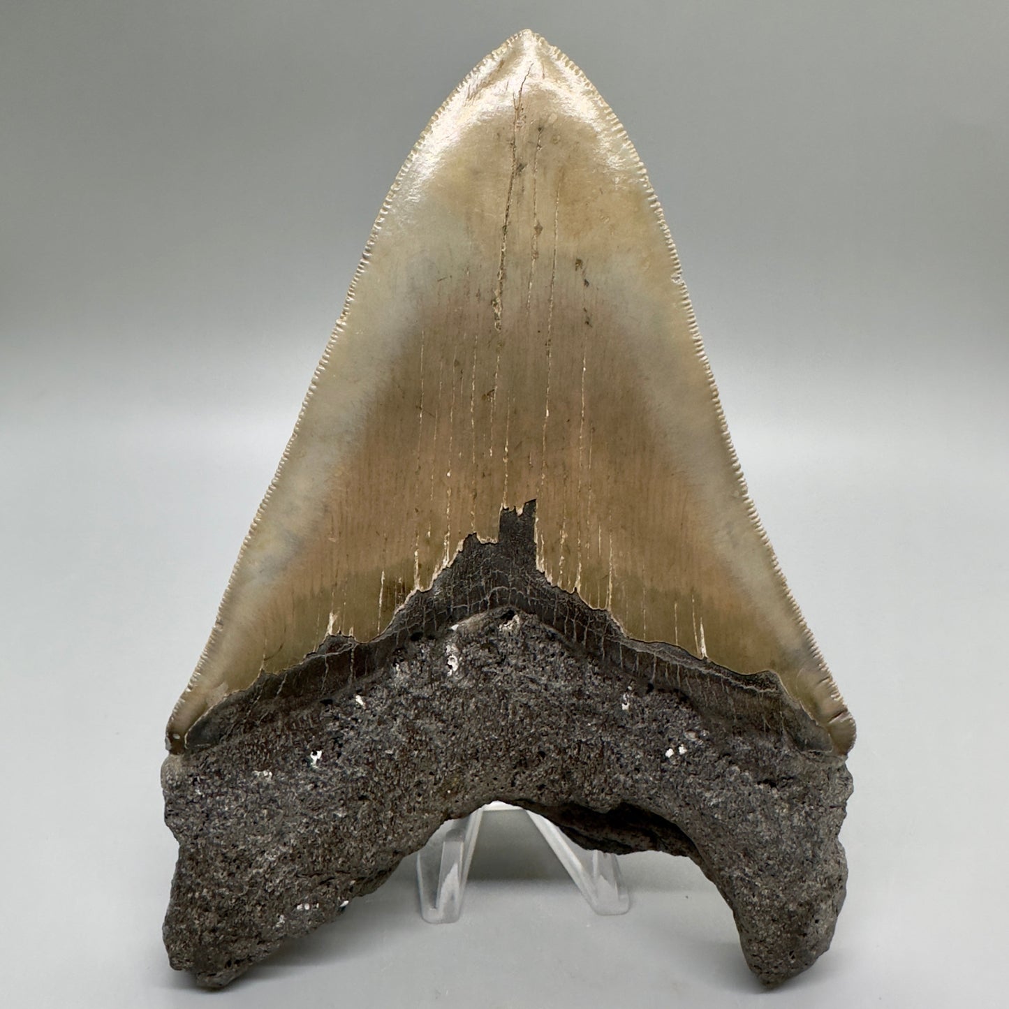EXTRA LARGE, sharply serrated 6.16" Fossil Megalodon Tooth - Wilmington North Carolina MJ185 megalodonjaws.com - Back