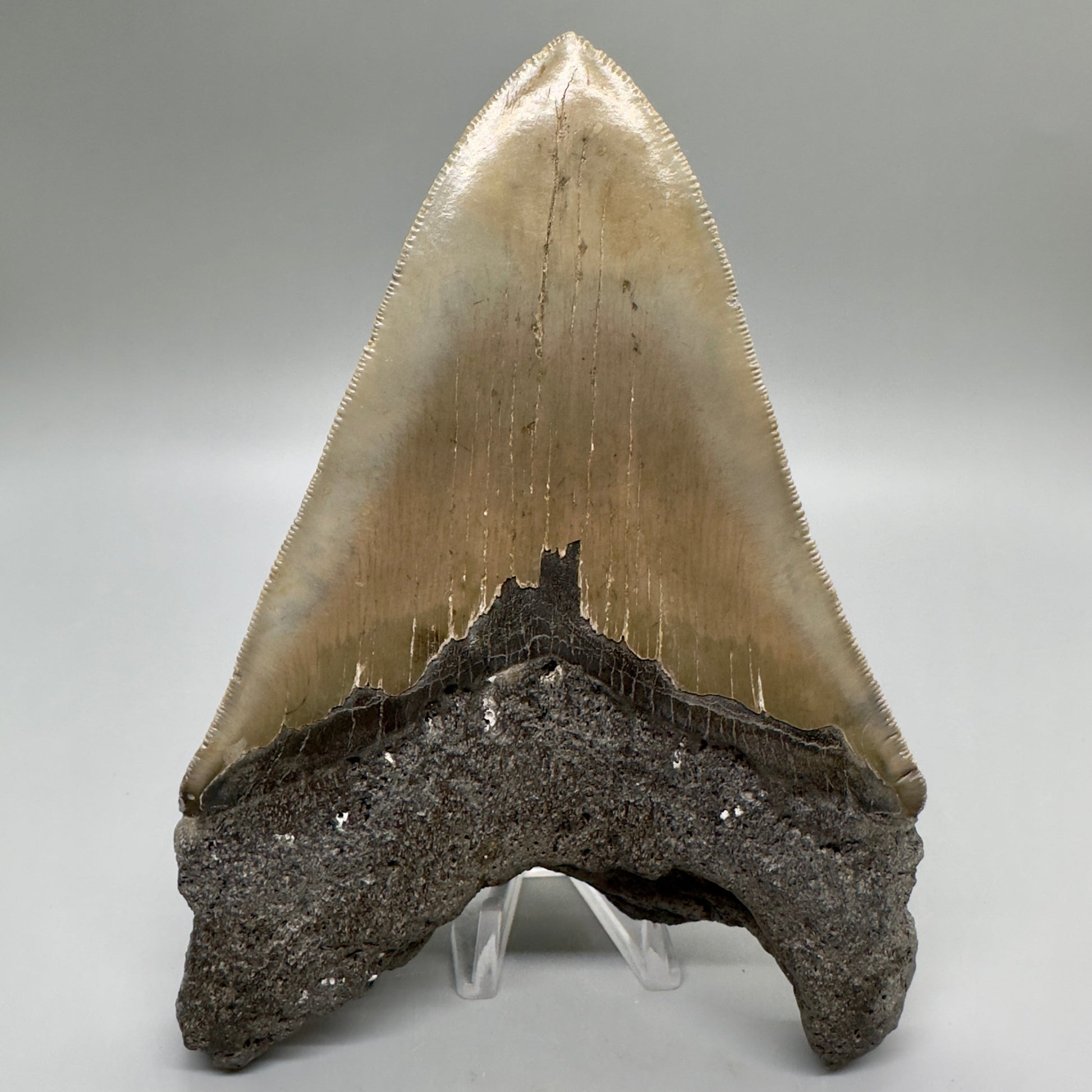 EXTRA LARGE, sharply serrated 6.16" Fossil Megalodon Tooth - Wilmington North Carolina MJ185 megalodonjaws.com - Back