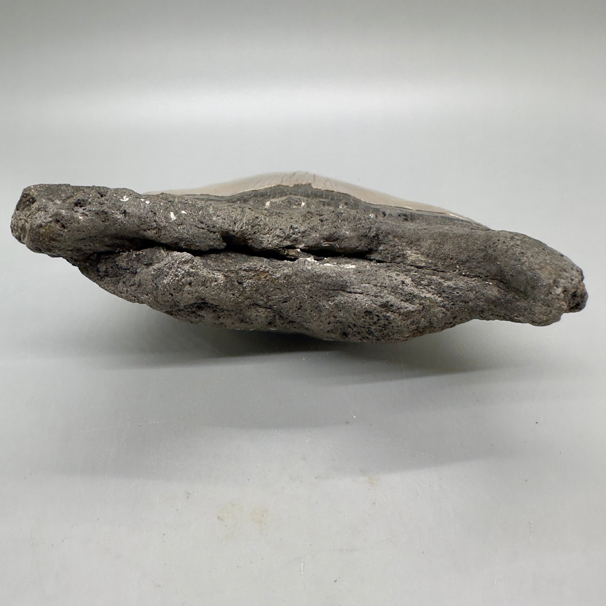 EXTRA LARGE, sharply serrated 6.16" Fossil Megalodon Tooth - Wilmington North Carolina MJ185 megalodonjaws.com - Root detail2