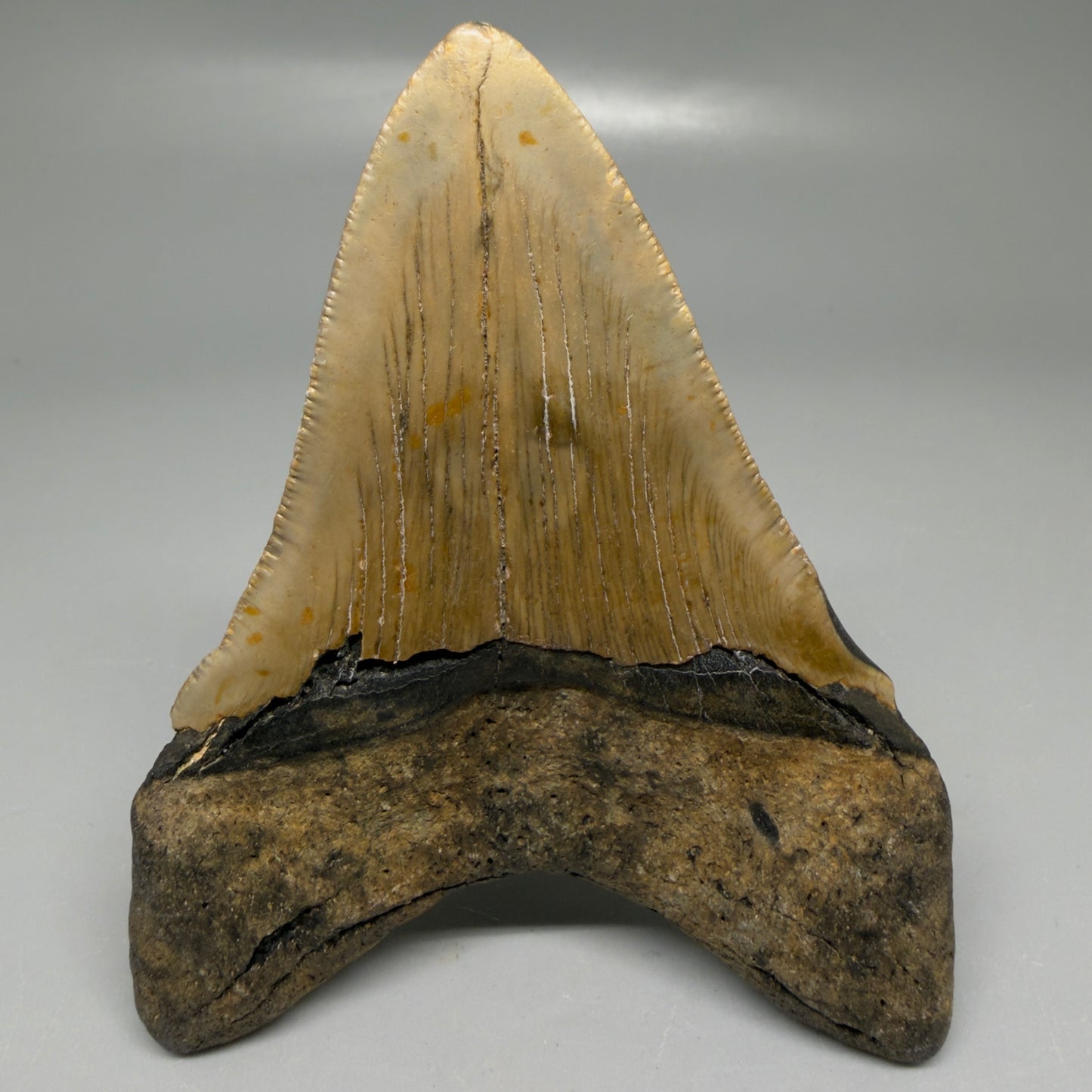 Back View Colorful 3.93" Fossil Megalodon Tooth from North Carolina - megalodonteeth.com CM6198