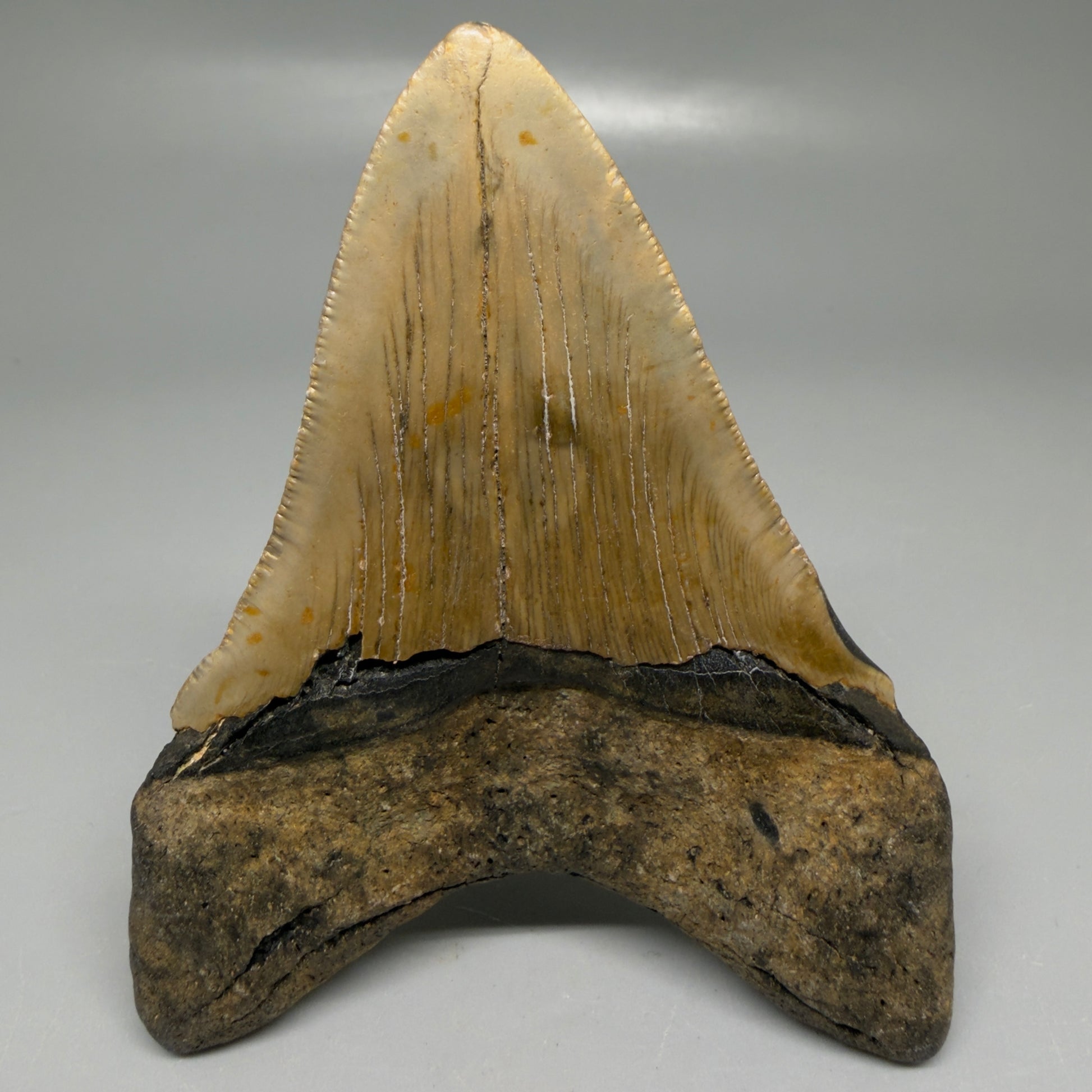 Back View Colorful 3.93" Fossil Megalodon Tooth from North Carolina - megalodonteeth.com CM6198