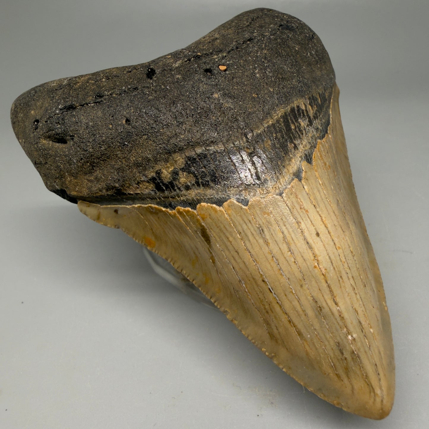 Front Left View Colorful 3.93" Fossil Megalodon Tooth from North Carolina - megalodonteeth.com CM6198