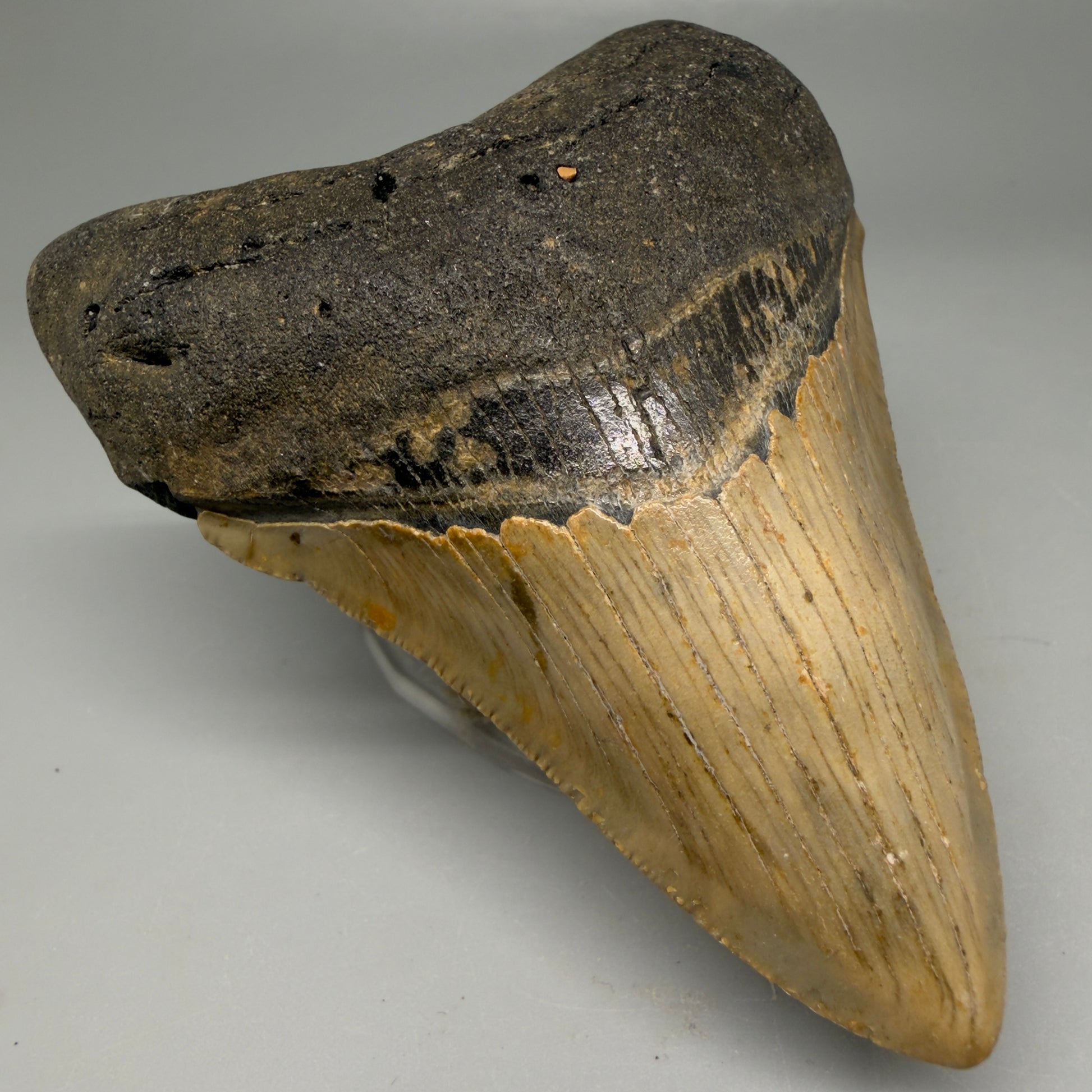 Front Left View Colorful 3.93" Fossil Megalodon Tooth from North Carolina - megalodonteeth.com CM6198