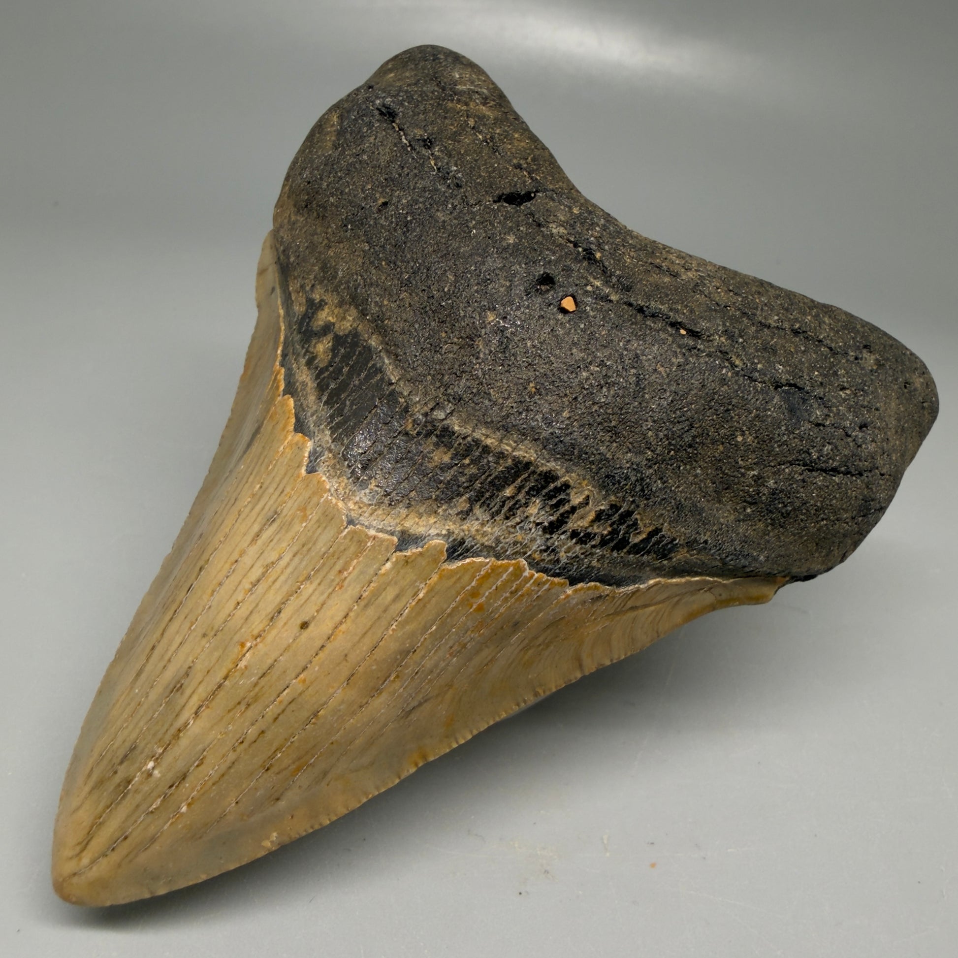 Front Right View Colorful 3.93" Fossil Megalodon Tooth from North Carolina - megalodonteeth.com CM6198