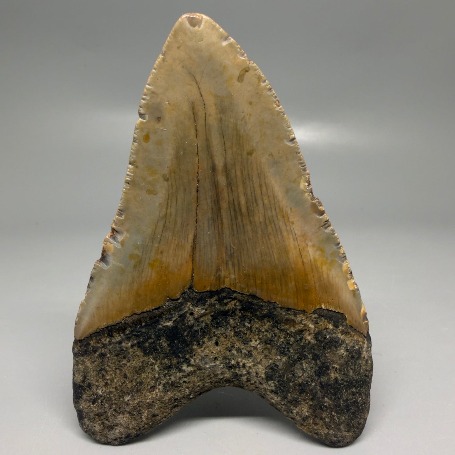 Back View Colorful 3.85" Fossil Megalodon Tooth from North Carolina - megalodonteeth.com CM6197
