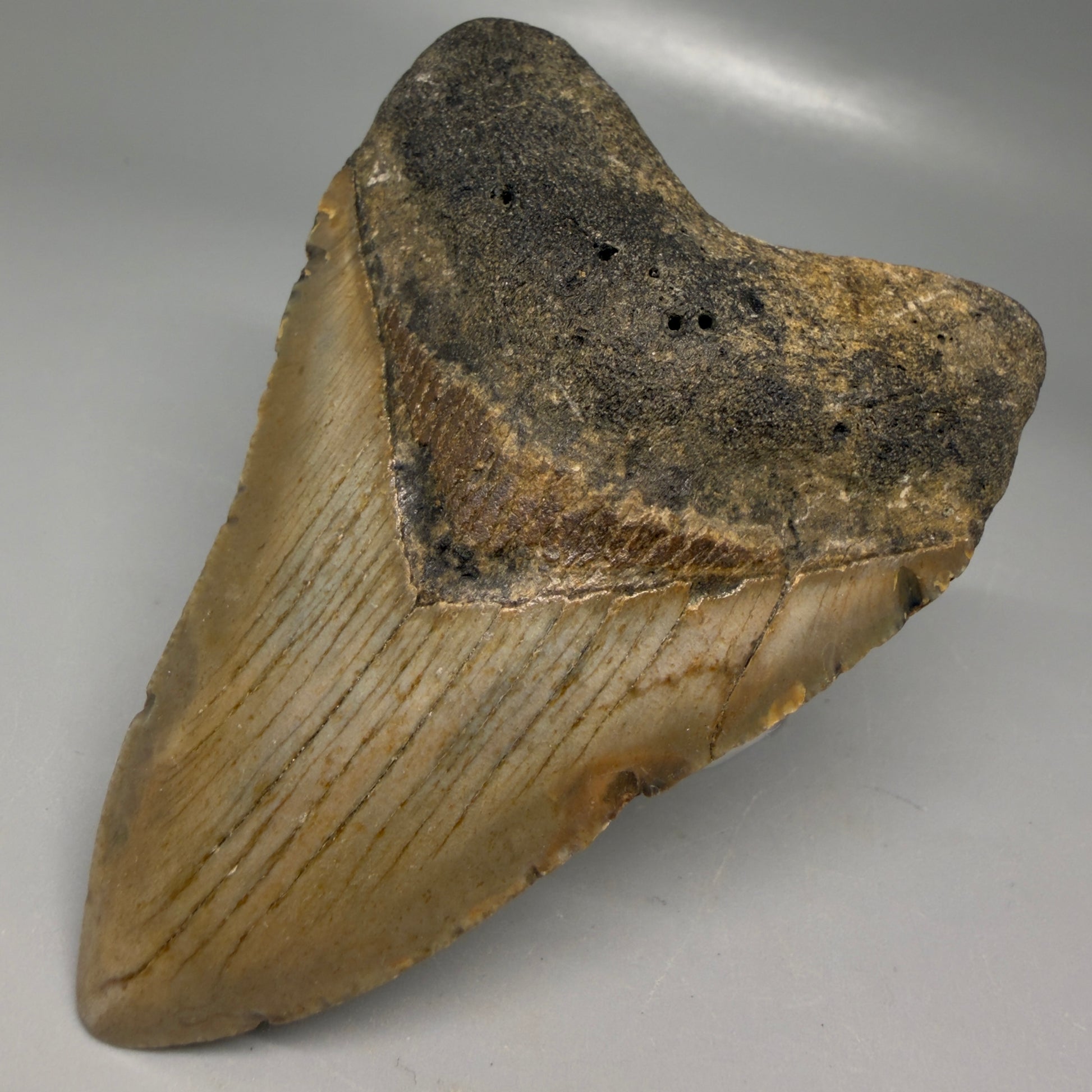 Front Right View Colorful 3.85" Fossil Megalodon Tooth from North Carolina - megalodonteeth.com CM6197