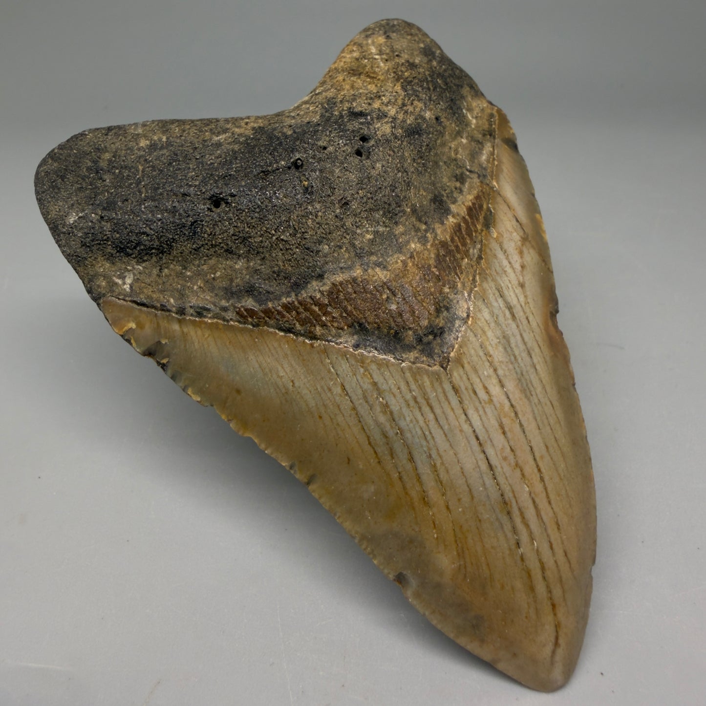 Front Left View Colorful 3.85" Fossil Megalodon Tooth from North Carolina - megalodonteeth.com CM6197