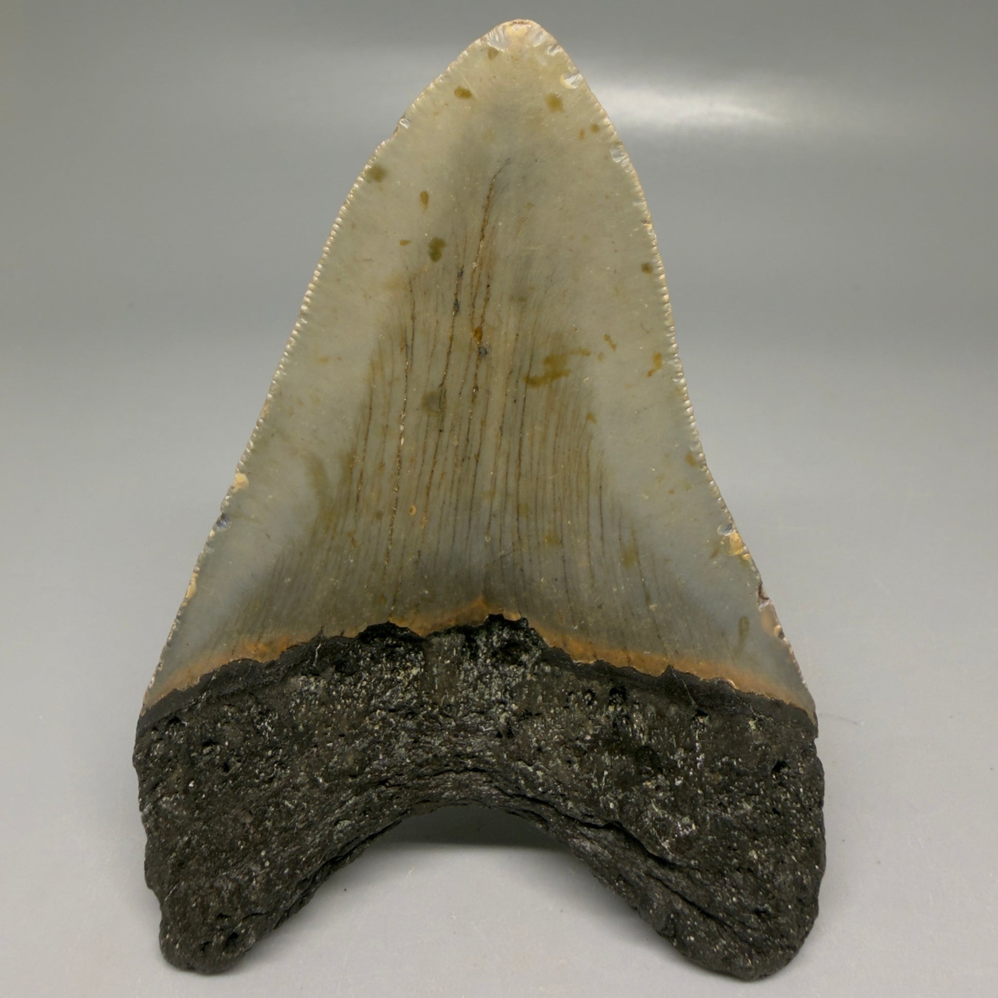 Back View Colorful 3.92" Fossil Megalodon Tooth from North Carolina - megalodonteeth.com CM6199