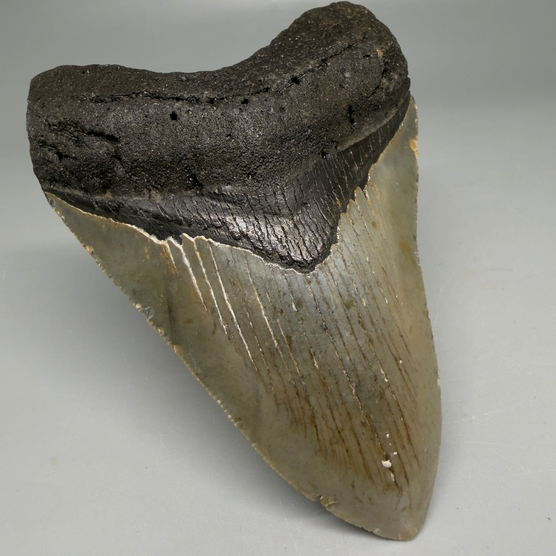 Front Left View Colorful 3.92" Fossil Megalodon Tooth from North Carolina - megalodonteeth.com CM6199