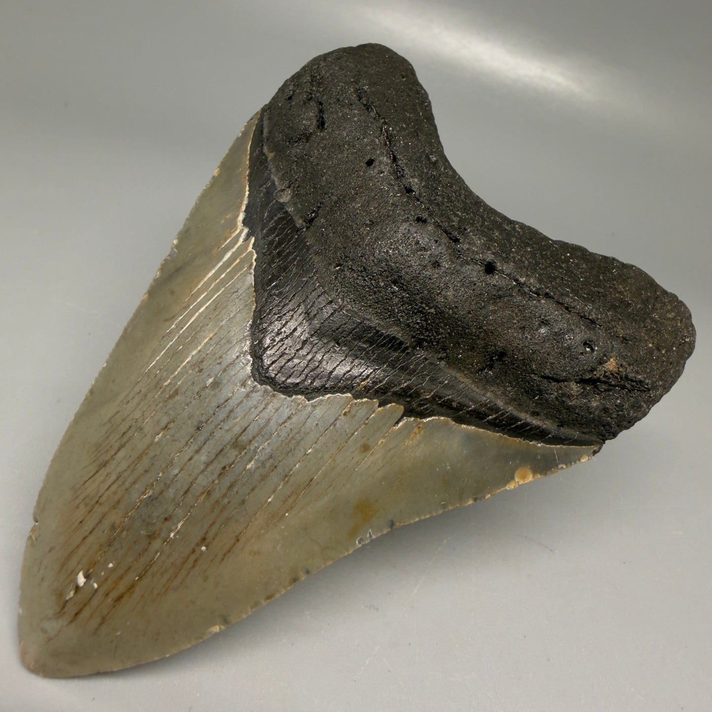 Front Right View Colorful 3.92" Fossil Megalodon Tooth from North Carolina - megalodonteeth.com CM6199