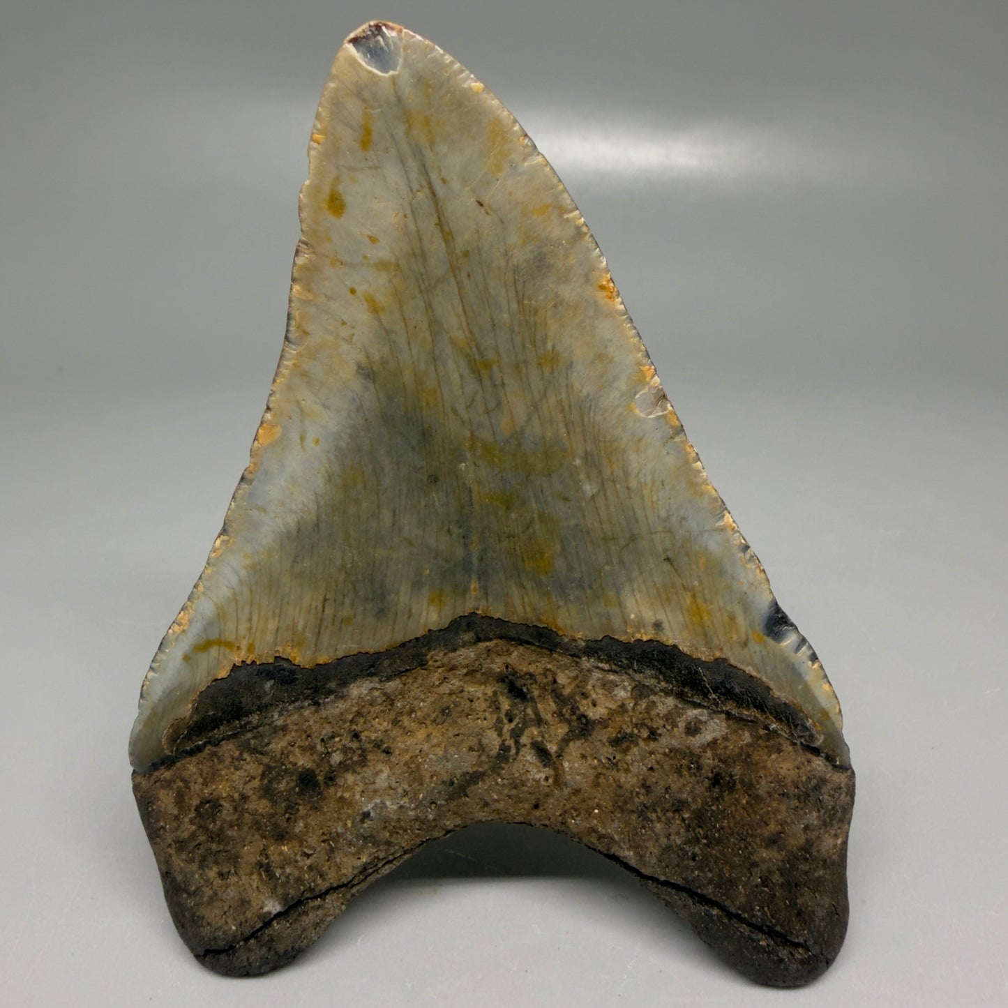 Back View Colorful 3.80" Fossil Megalodon Tooth from North Carolina - megalodonteeth.com CM6196