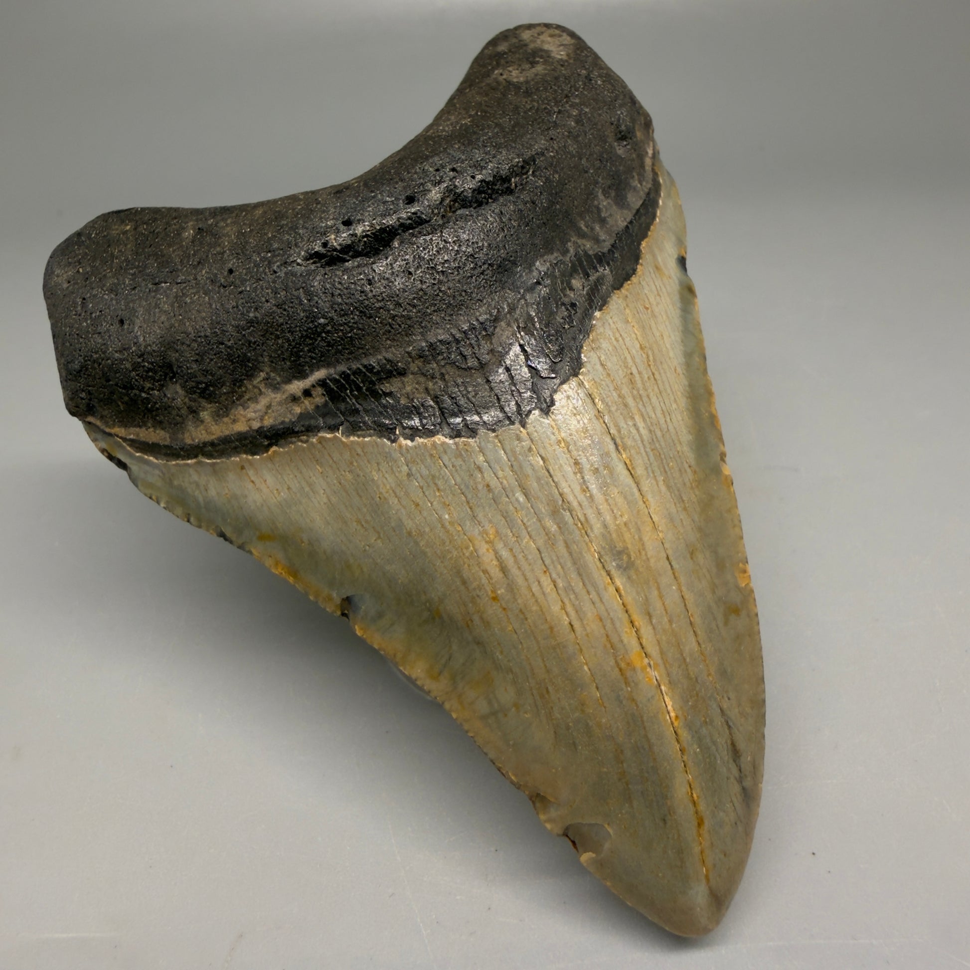 Front Left View Colorful 3.80" Fossil Megalodon Tooth from North Carolina - megalodonteeth.com CM6196