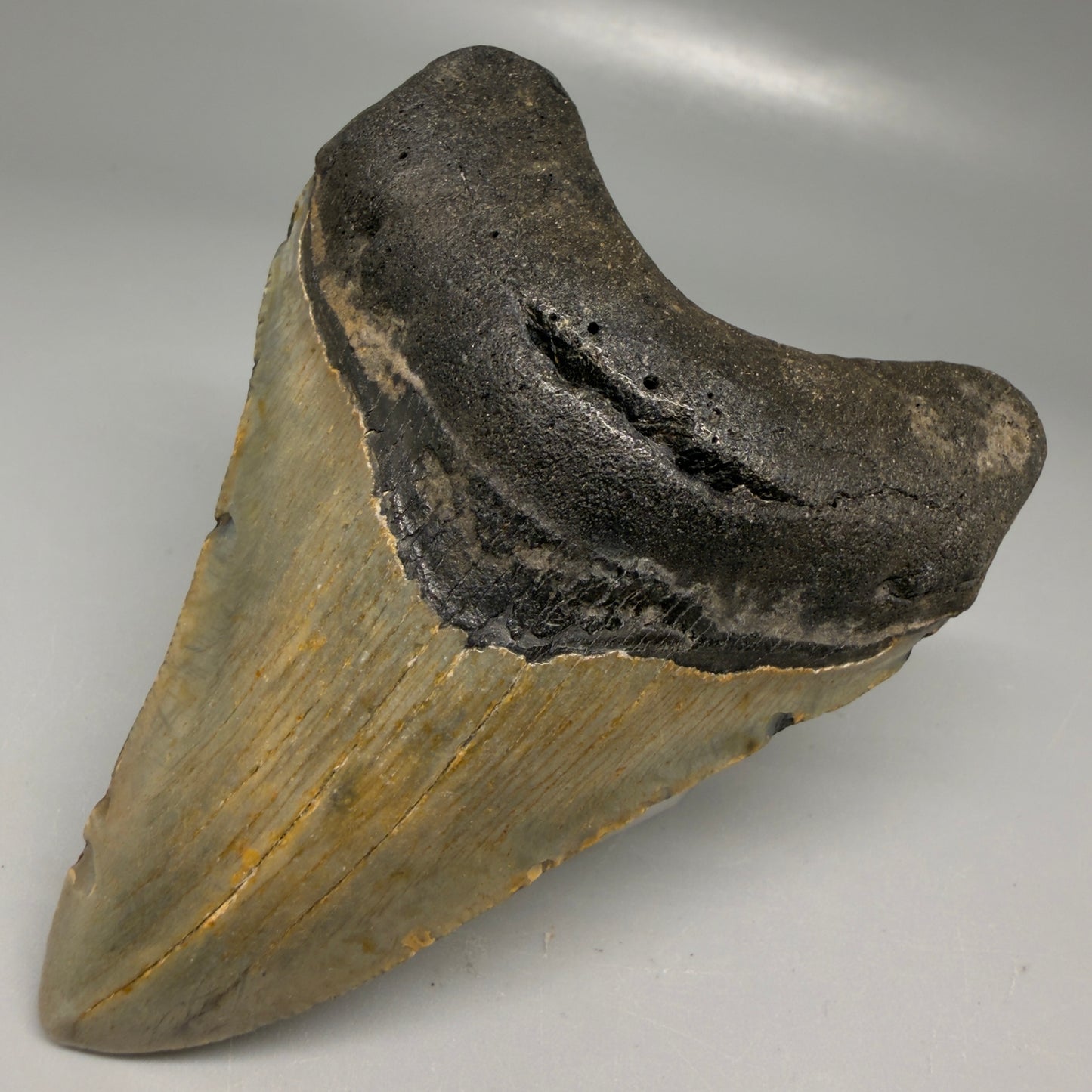 Front Right View Colorful 3.80" Fossil Megalodon Tooth from North Carolina - megalodonteeth.com CM6196