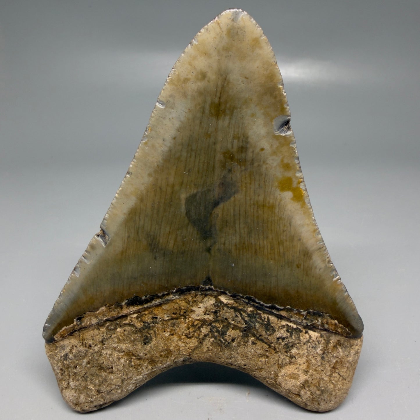 Back View Colorful 3.96" Fossil Megalodon Tooth from North Carolina - megalodonteeth.com CM9200