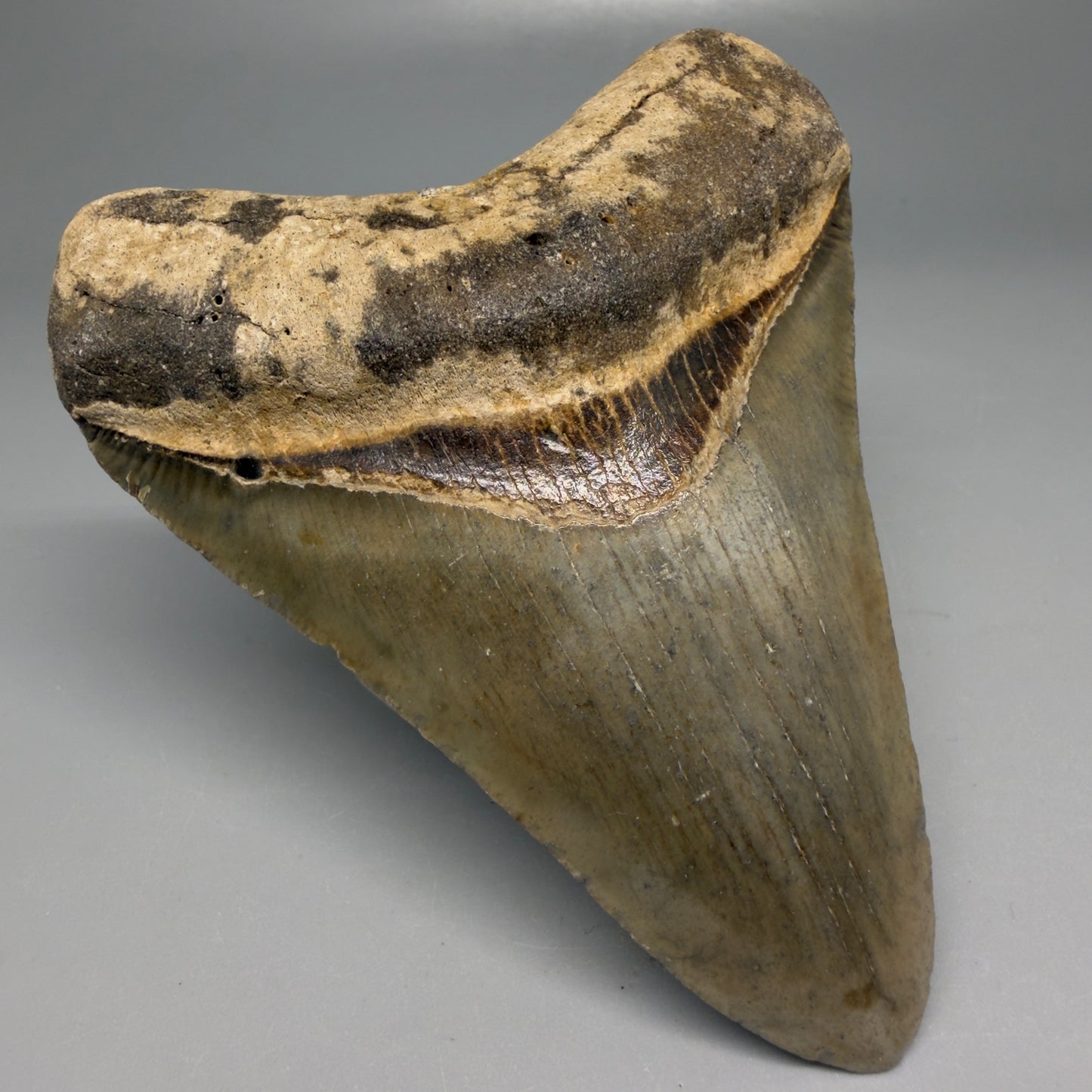 Front Left View Colorful 3.96" Fossil Megalodon Tooth from North Carolina - megalodonteeth.com CM9200