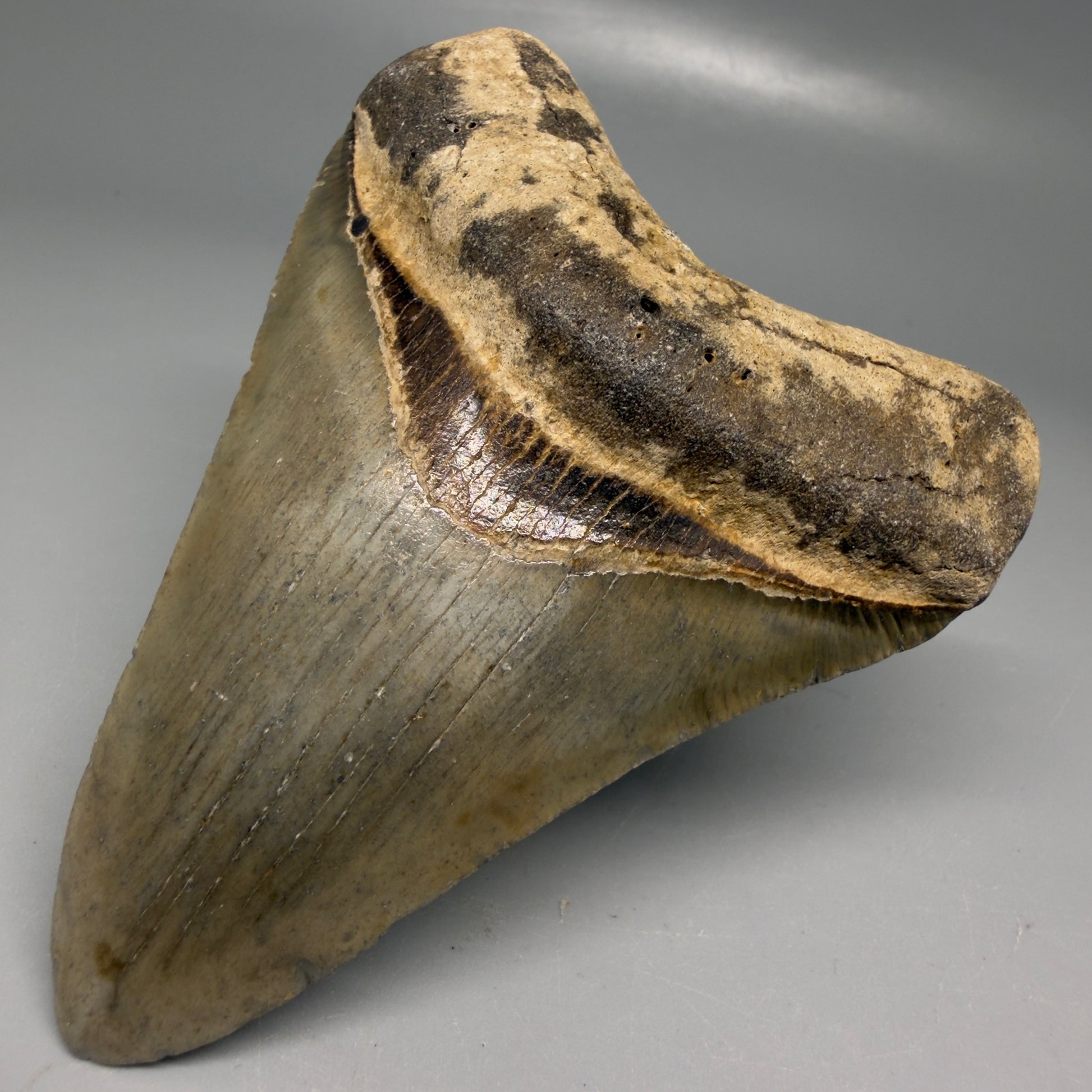 Front Right View Colorful 3.96" Fossil Megalodon Tooth from North Carolina - megalodonteeth.com CM9200