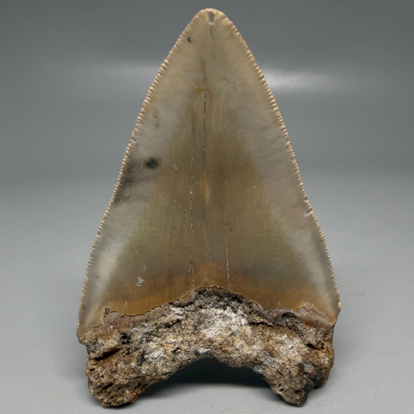 Back View Colorful 3.51" Fossil Megalodon Tooth from North Carolina - megalodonteeth.com CM6195
