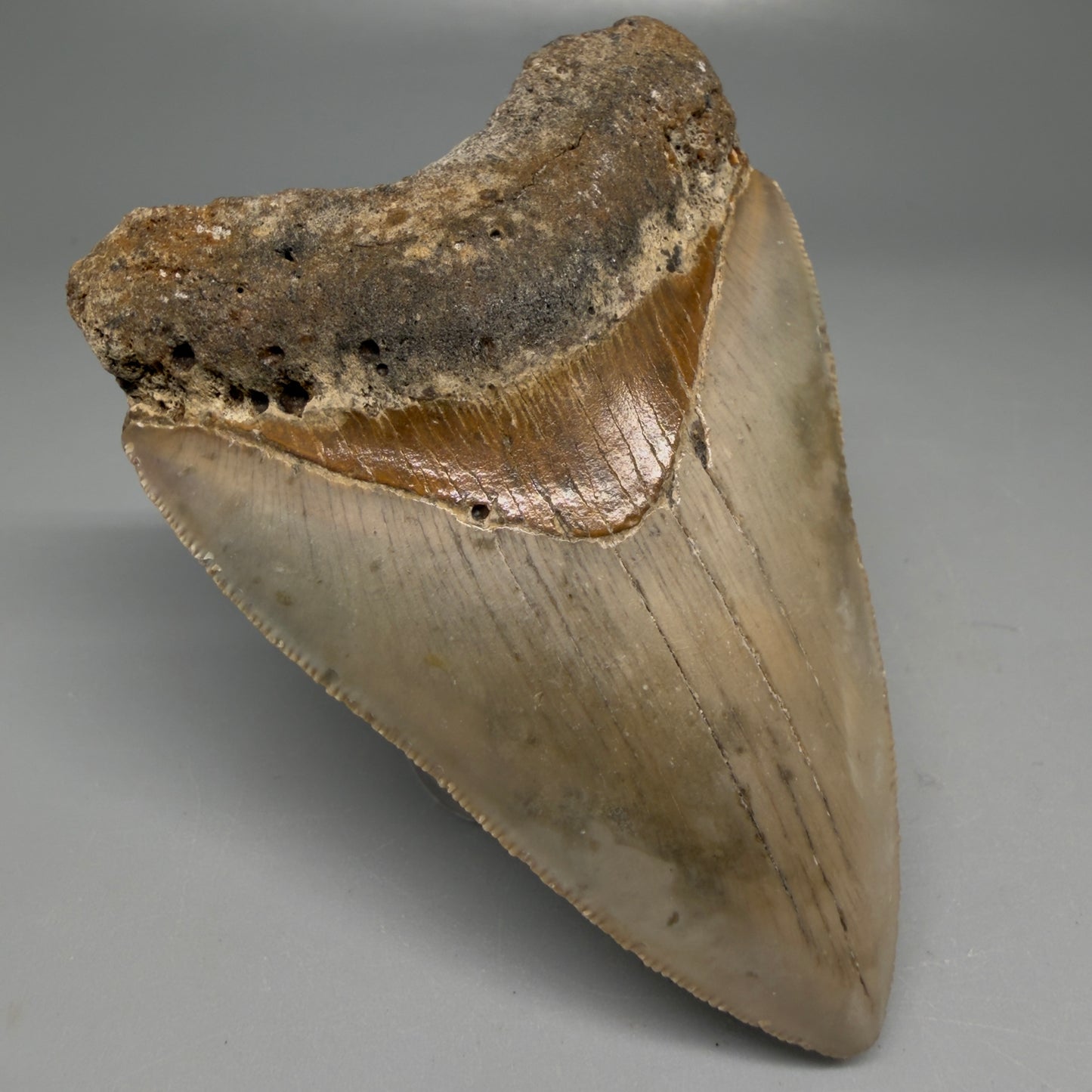 Front Left View Colorful 3.51" Fossil Megalodon Tooth from North Carolina - megalodonteeth.com CM6195