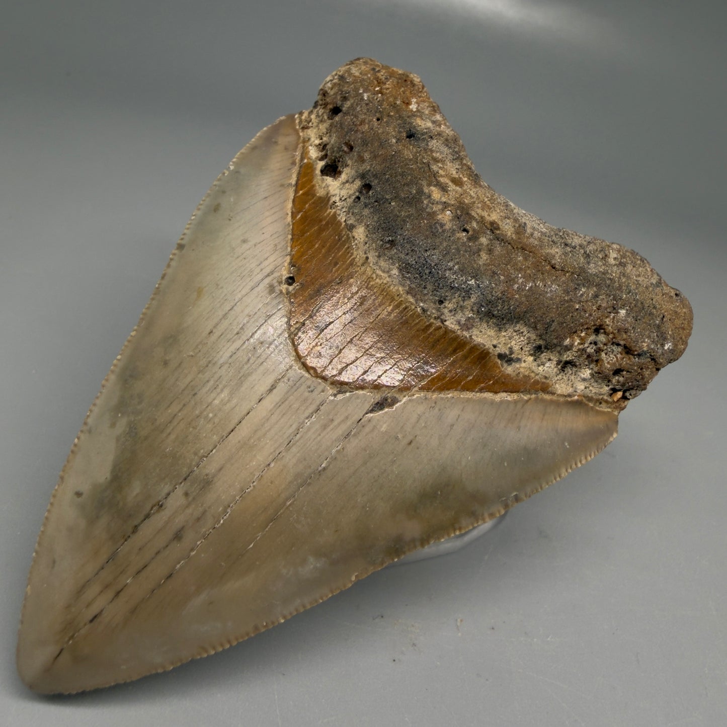 Front Right View Colorful 3.51" Fossil Megalodon Tooth from North Carolina - megalodonteeth.com CM6195