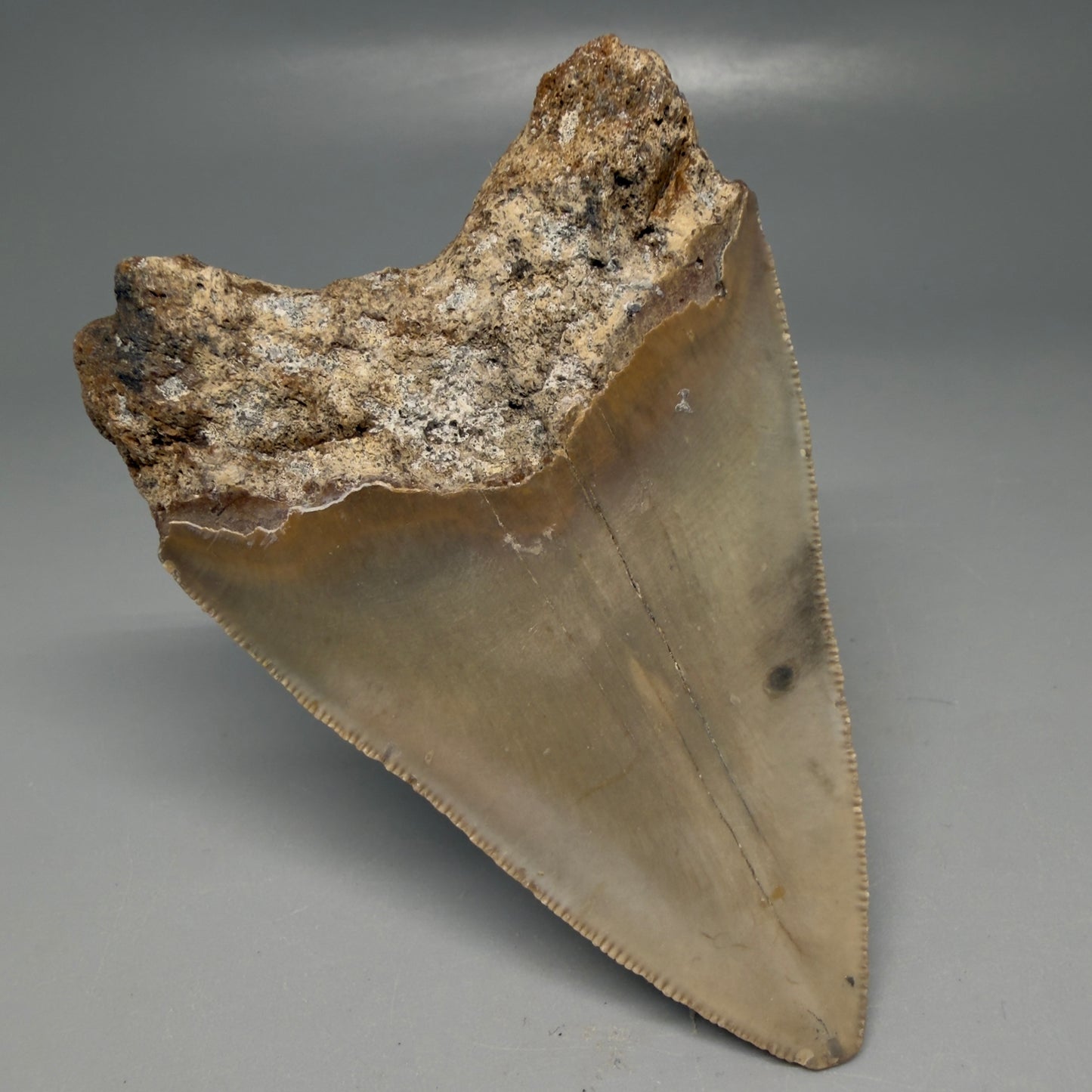 Back Left View Colorful 3.51" Fossil Megalodon Tooth from North Carolina - megalodonteeth.com CM6195