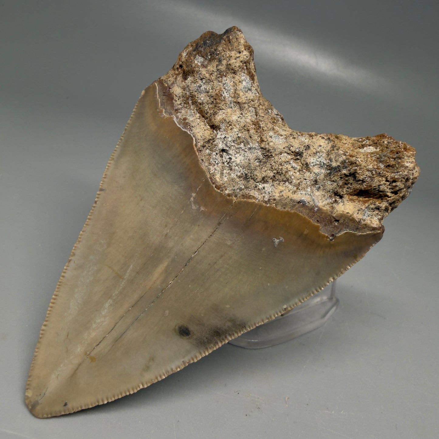 Back Right View Colorful 3.51" Fossil Megalodon Tooth from North Carolina - megalodonteeth.com CM6195
