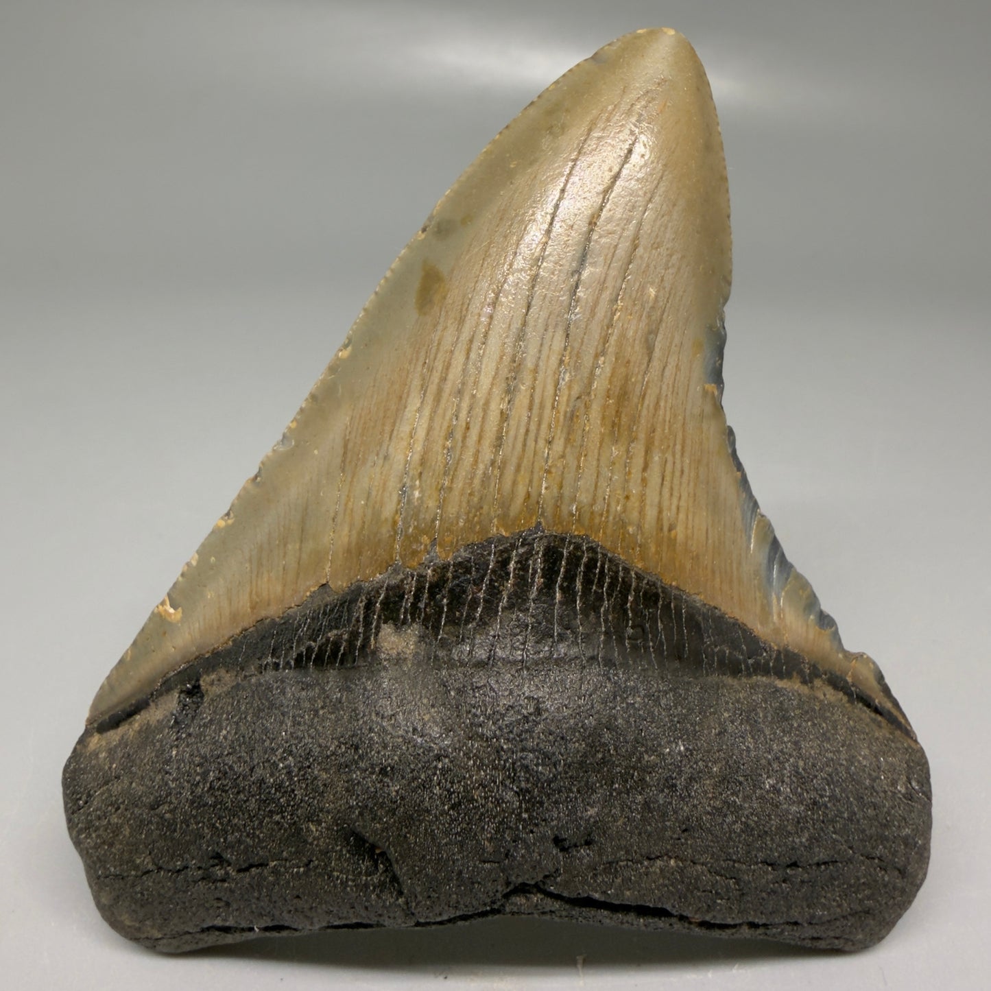 Front View Colorful 3.53" Fossil Megalodon Tooth from North Carolina - megalodonteeth.com CM6194