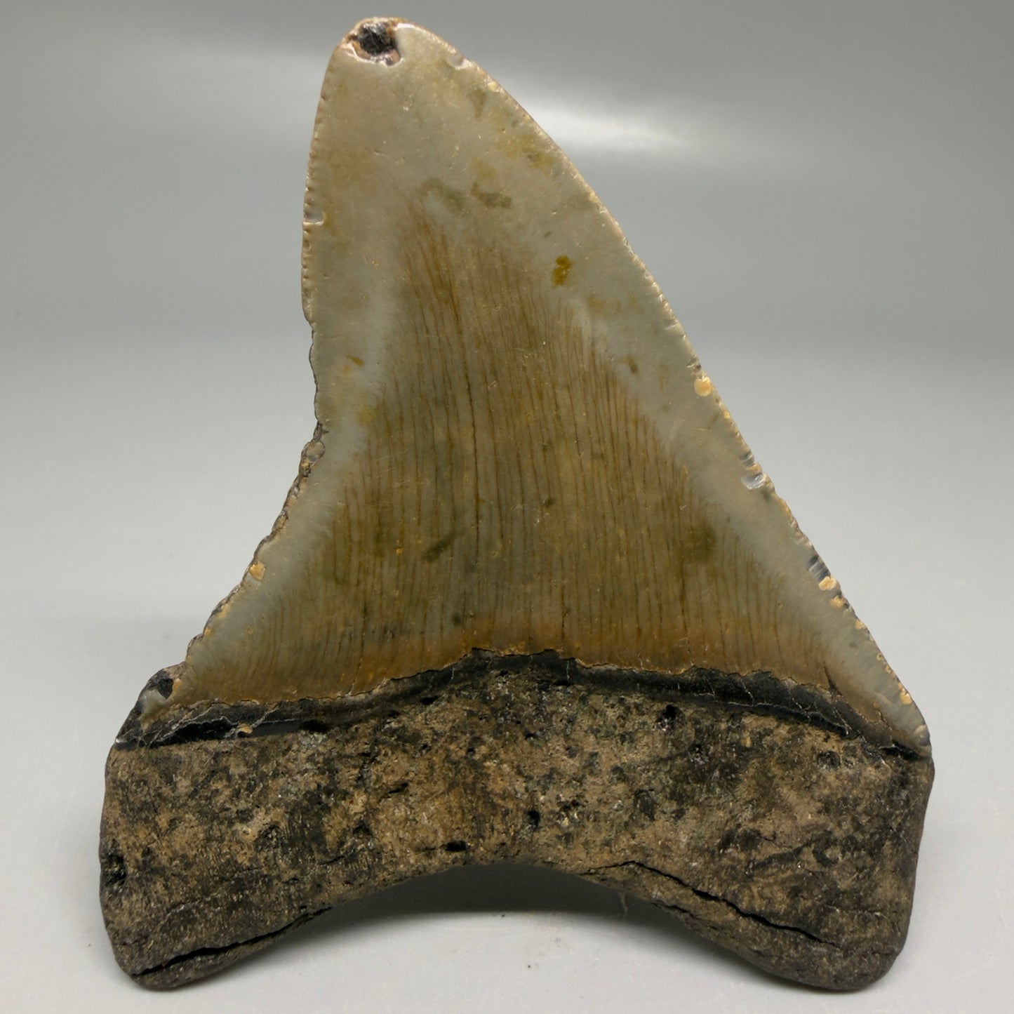 Back View Colorful 3.53" Fossil Megalodon Tooth from North Carolina - megalodonteeth.com CM6194