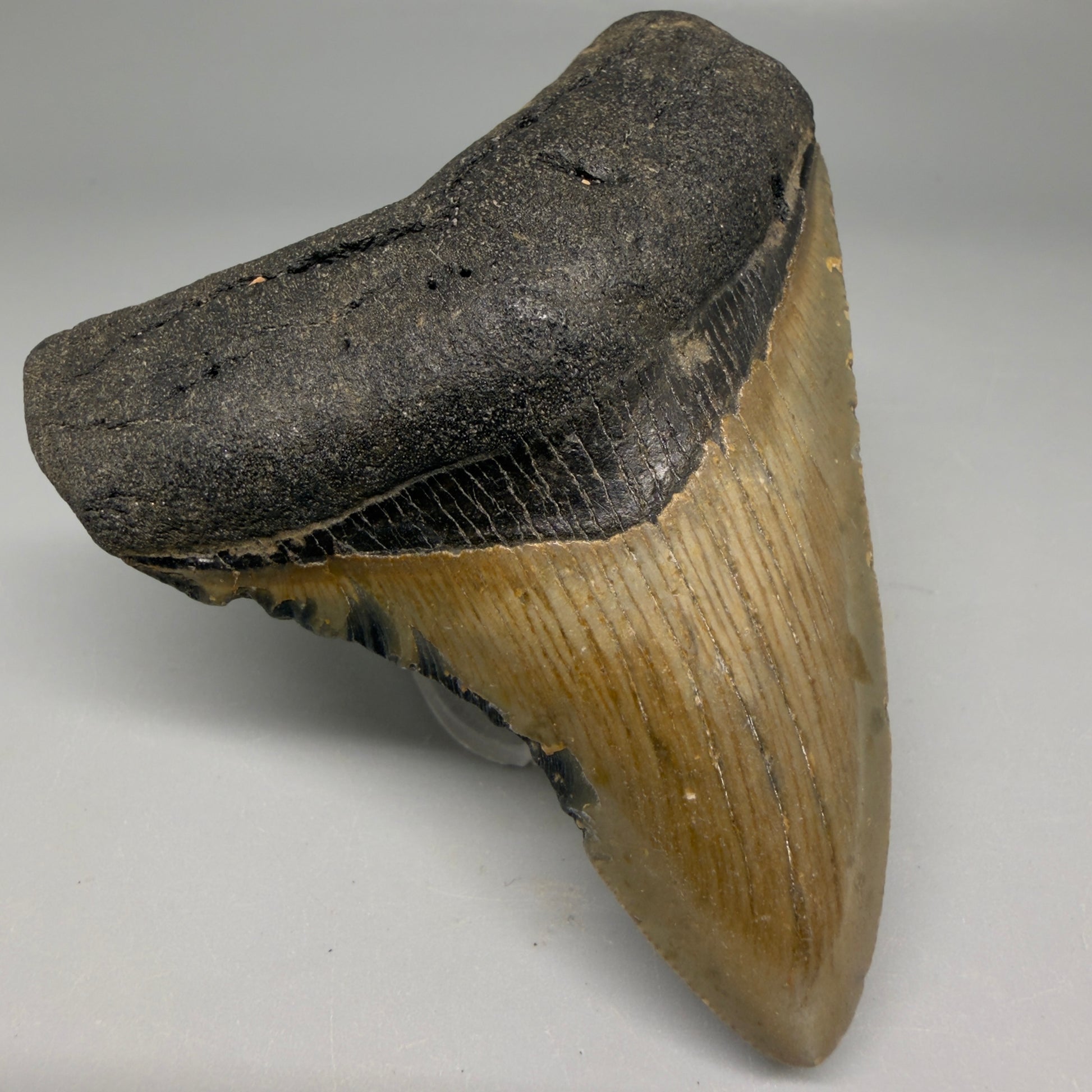 Front Left View Colorful 3.53" Fossil Megalodon Tooth from North Carolina - megalodonteeth.com CM6194