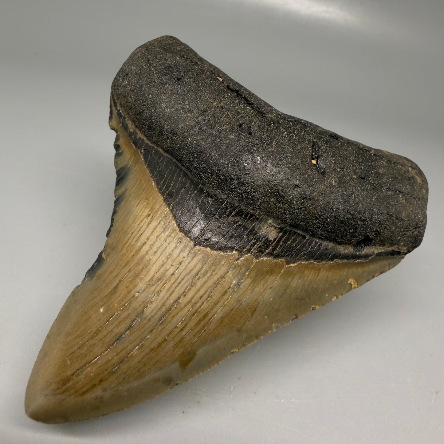 Front Right View Colorful 3.53" Fossil Megalodon Tooth from North Carolina - megalodonteeth.com CM6194