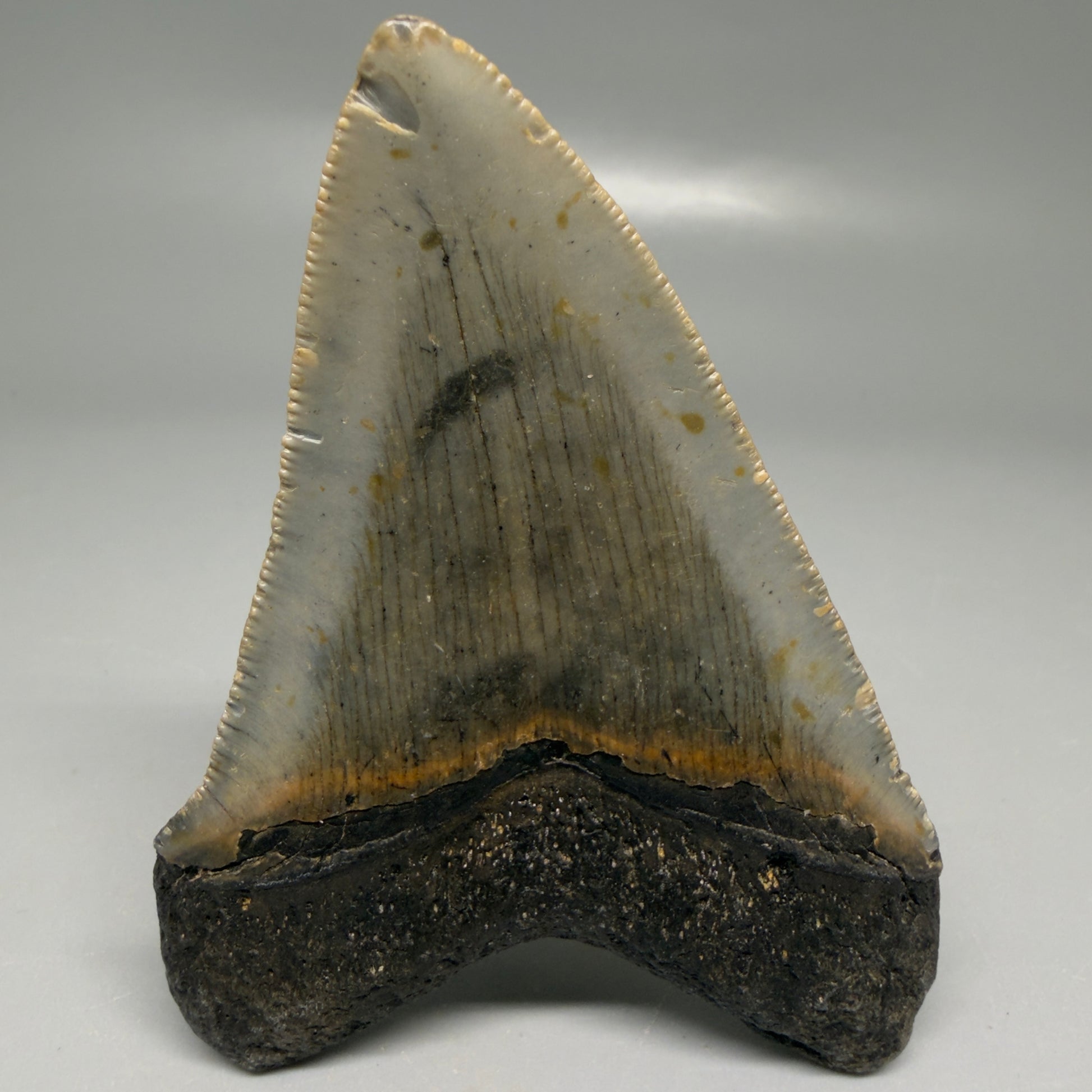 Back View Colorful 3.33" Fossil Megalodon Tooth from North Carolina - megalodonteeth.com CM6192