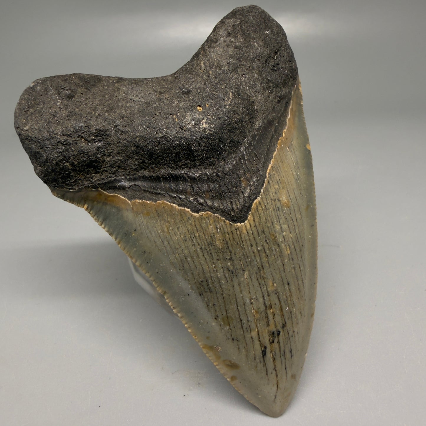 Front Left View Colorful 3.33" Fossil Megalodon Tooth from North Carolina - megalodonteeth.com CM6192