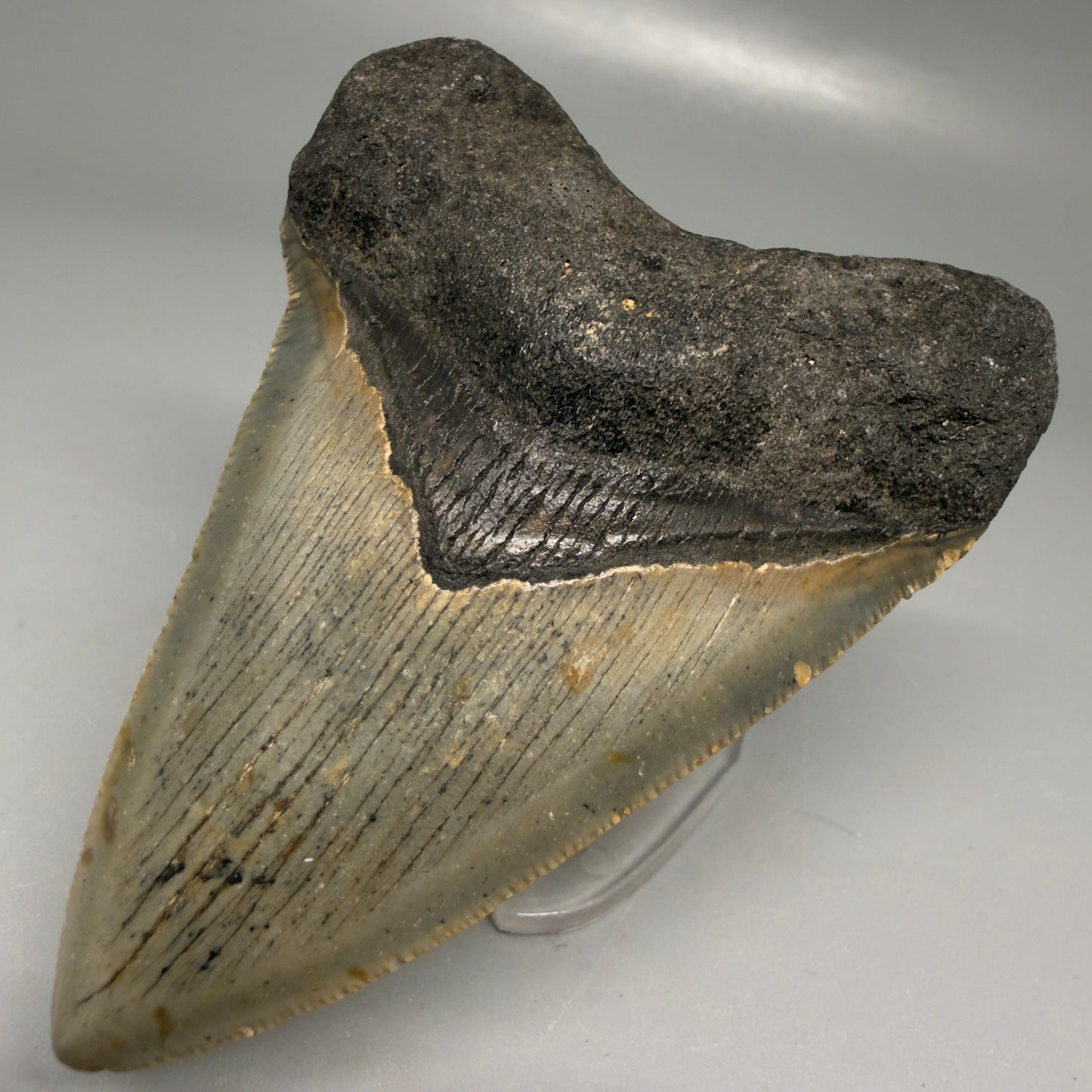 Front Right View Colorful 3.33" Fossil Megalodon Tooth from North Carolina - megalodonteeth.com CM6192