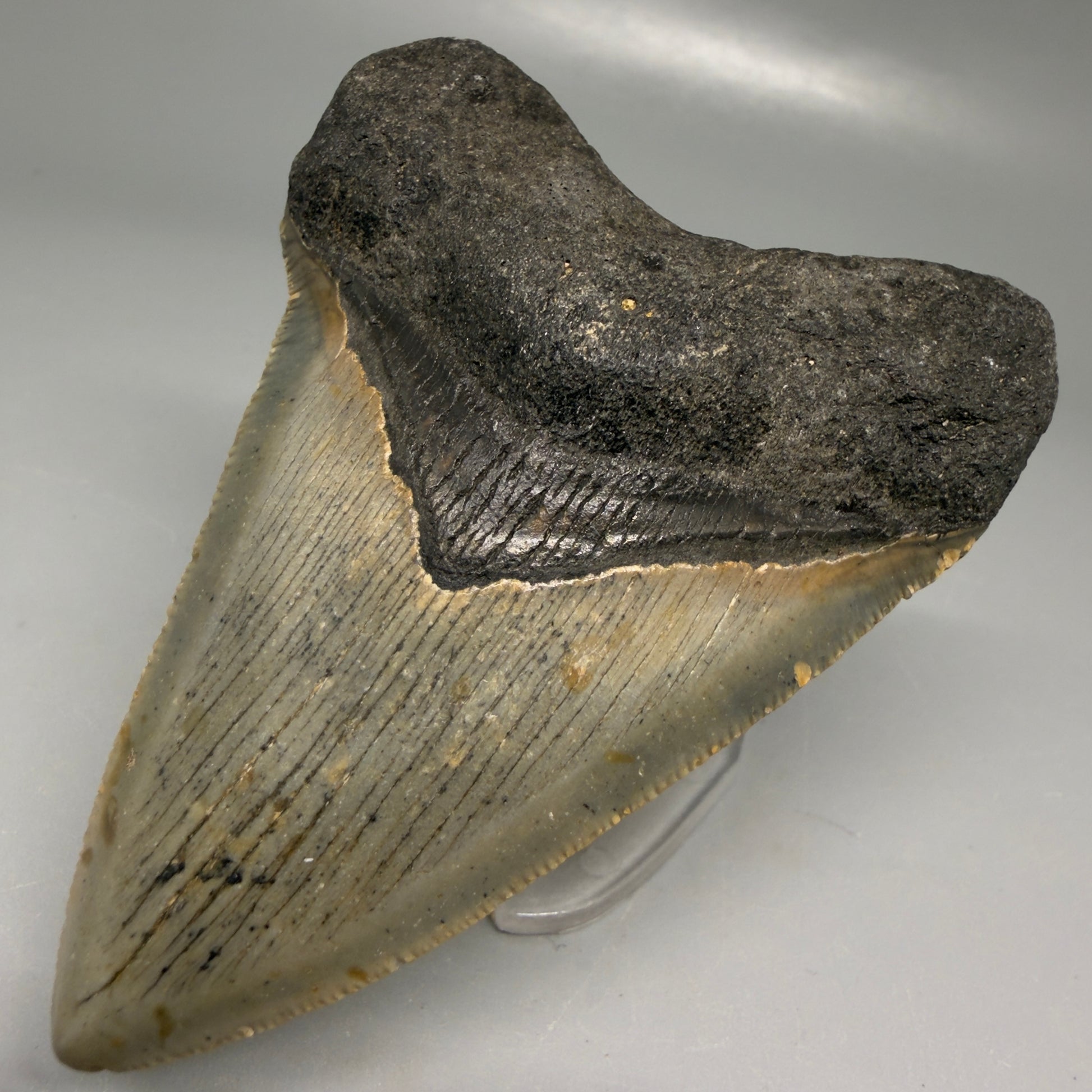 Front Right View Colorful 3.33" Fossil Megalodon Tooth from North Carolina - megalodonteeth.com CM6192