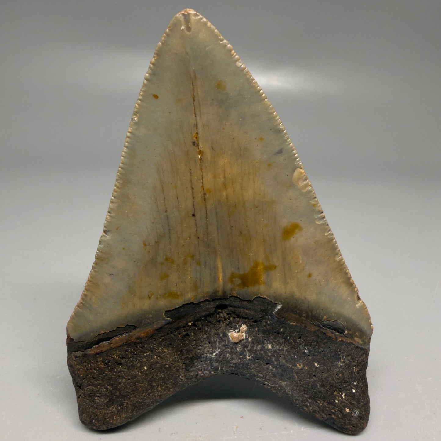 Back View Colorful 3.32" Fossil Megalodon Tooth from North Carolina - megalodonteeth.com CM6191