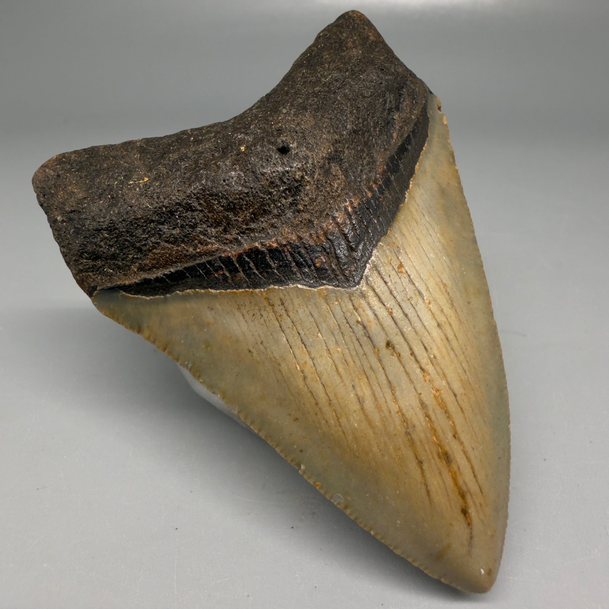 Front Left View Colorful 3.32" Fossil Megalodon Tooth from North Carolina - megalodonteeth.com CM6191