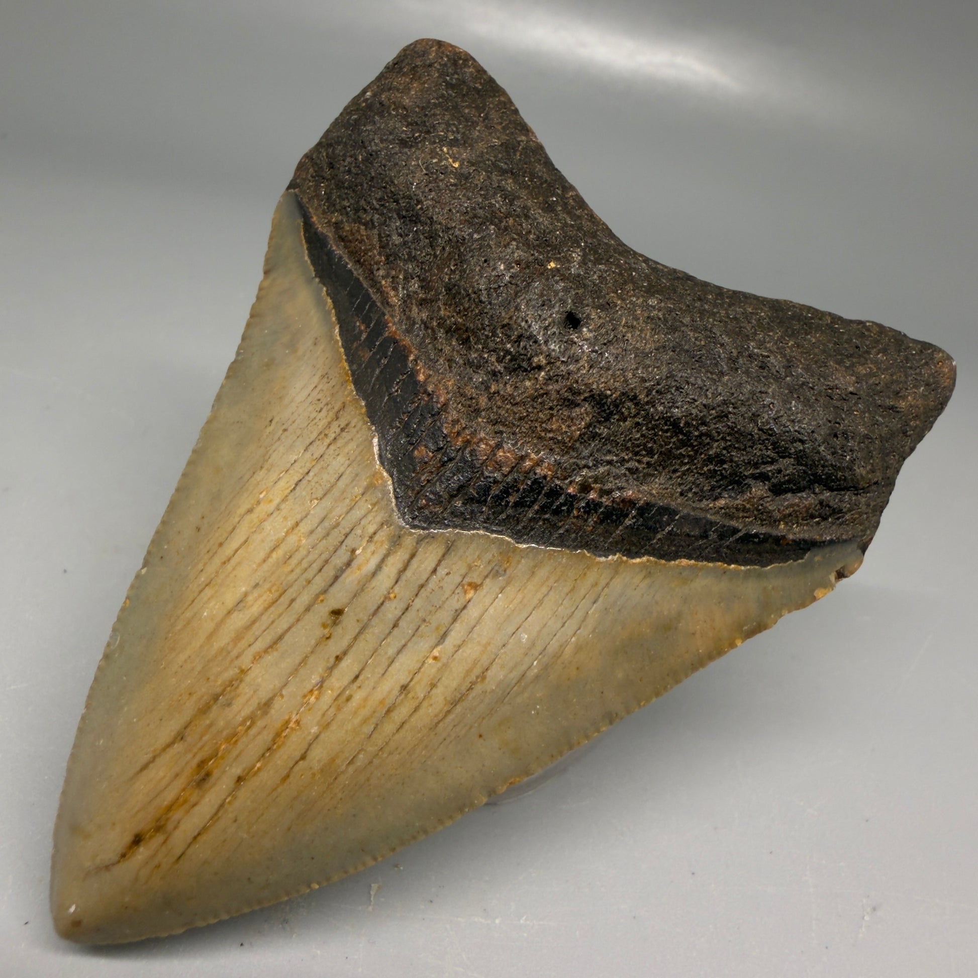 Front Left View Colorful 3.32" Fossil Megalodon Tooth from North Carolina - megalodonteeth.com CM6191
