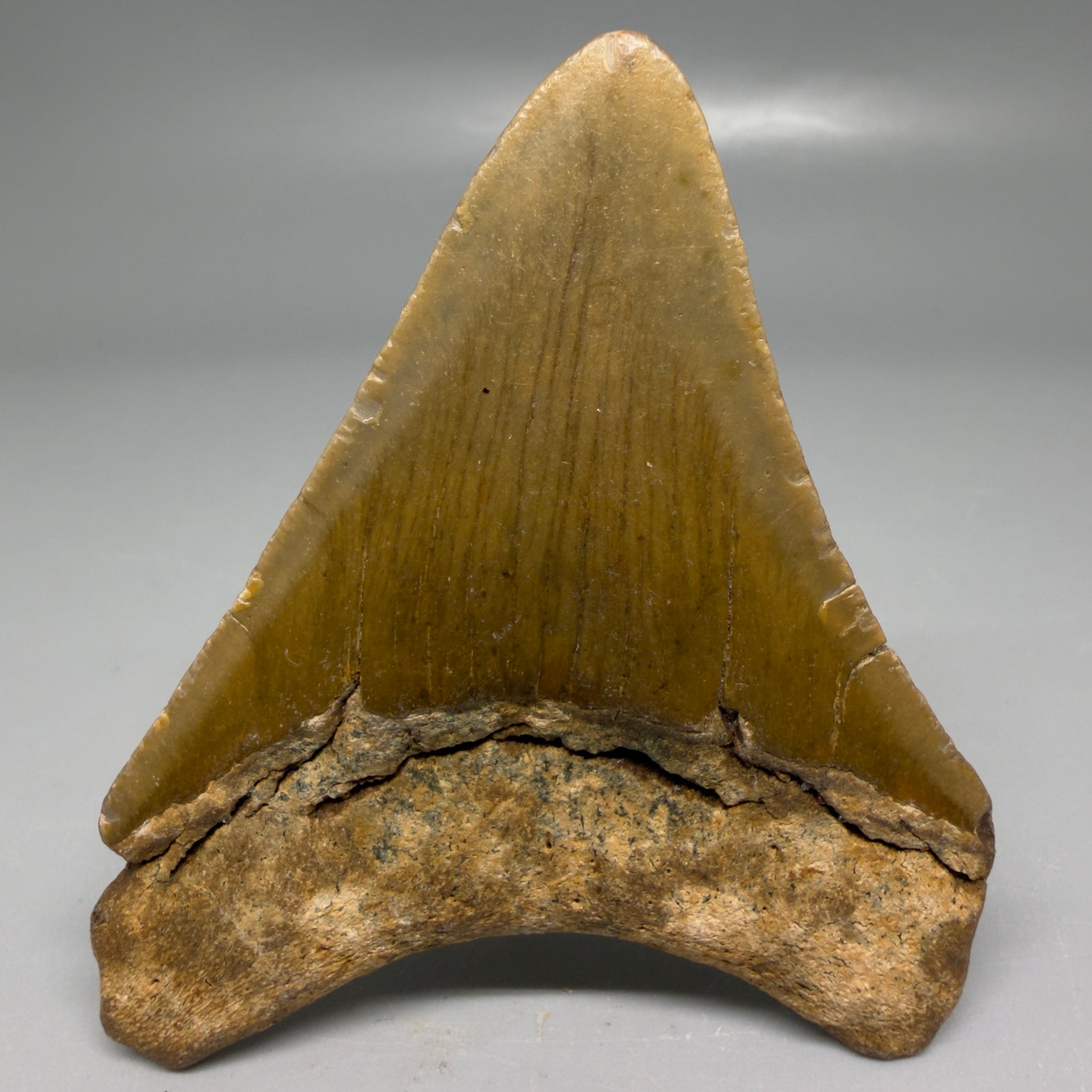 Back View Colorful 3.15" Fossil Megalodon Tooth from North Carolina - megalodonteeth.com CM6190
