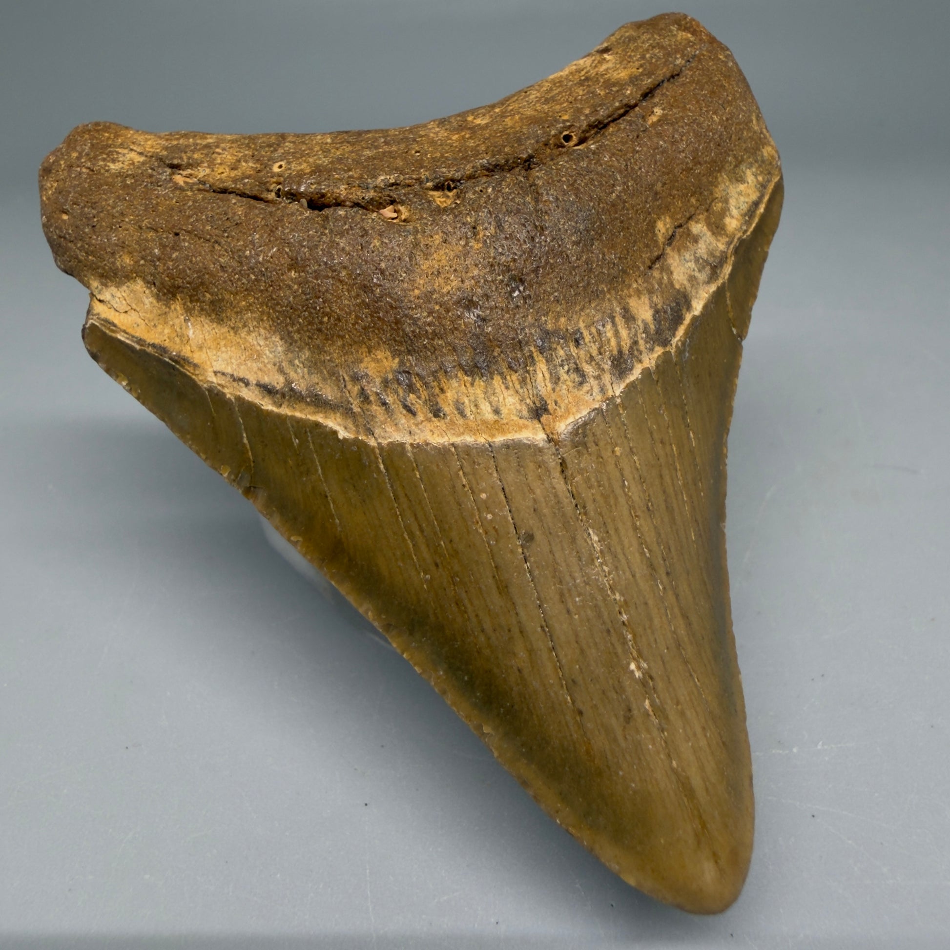 Front Left View Colorful 3.15" Fossil Megalodon Tooth from North Carolina - megalodonteeth.com CM6190