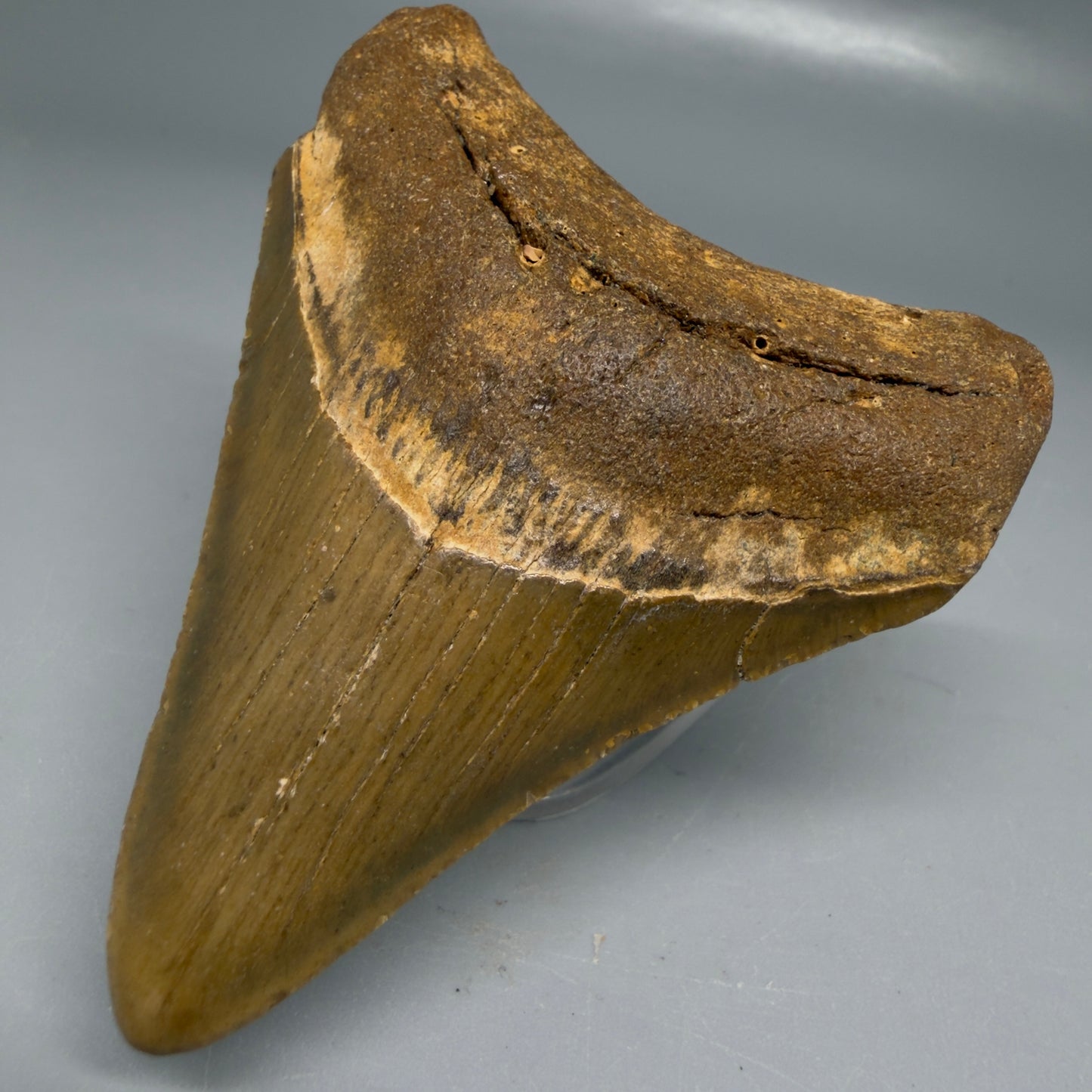 Front Right View Colorful 3.15" Fossil Megalodon Tooth from North Carolina - megalodonteeth.com CM6190