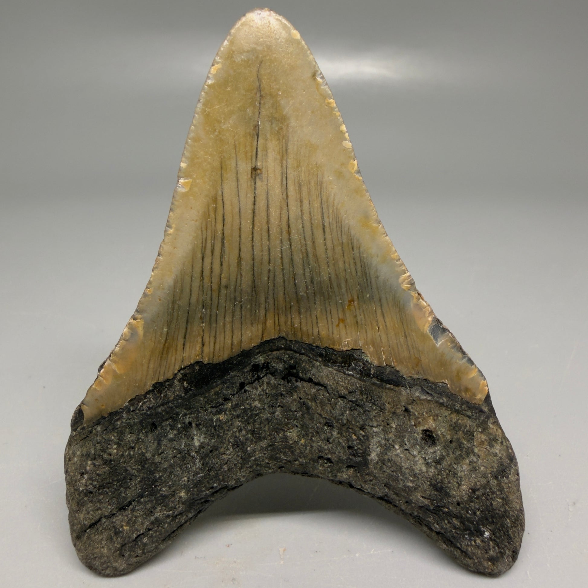 Back View Colorful 3.25" Fossil Megalodon Tooth from North Carolina - megalodonteeth.com CM6193