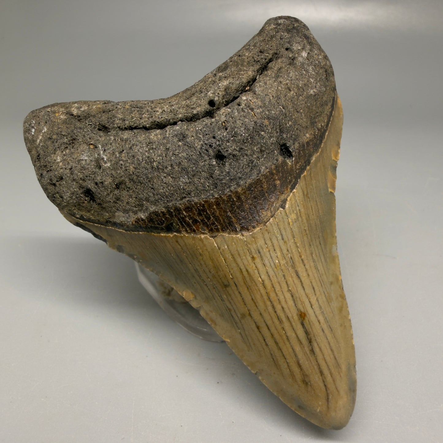 Front Left View Colorful 3.25" Fossil Megalodon Tooth from North Carolina - megalodonteeth.com CM6193