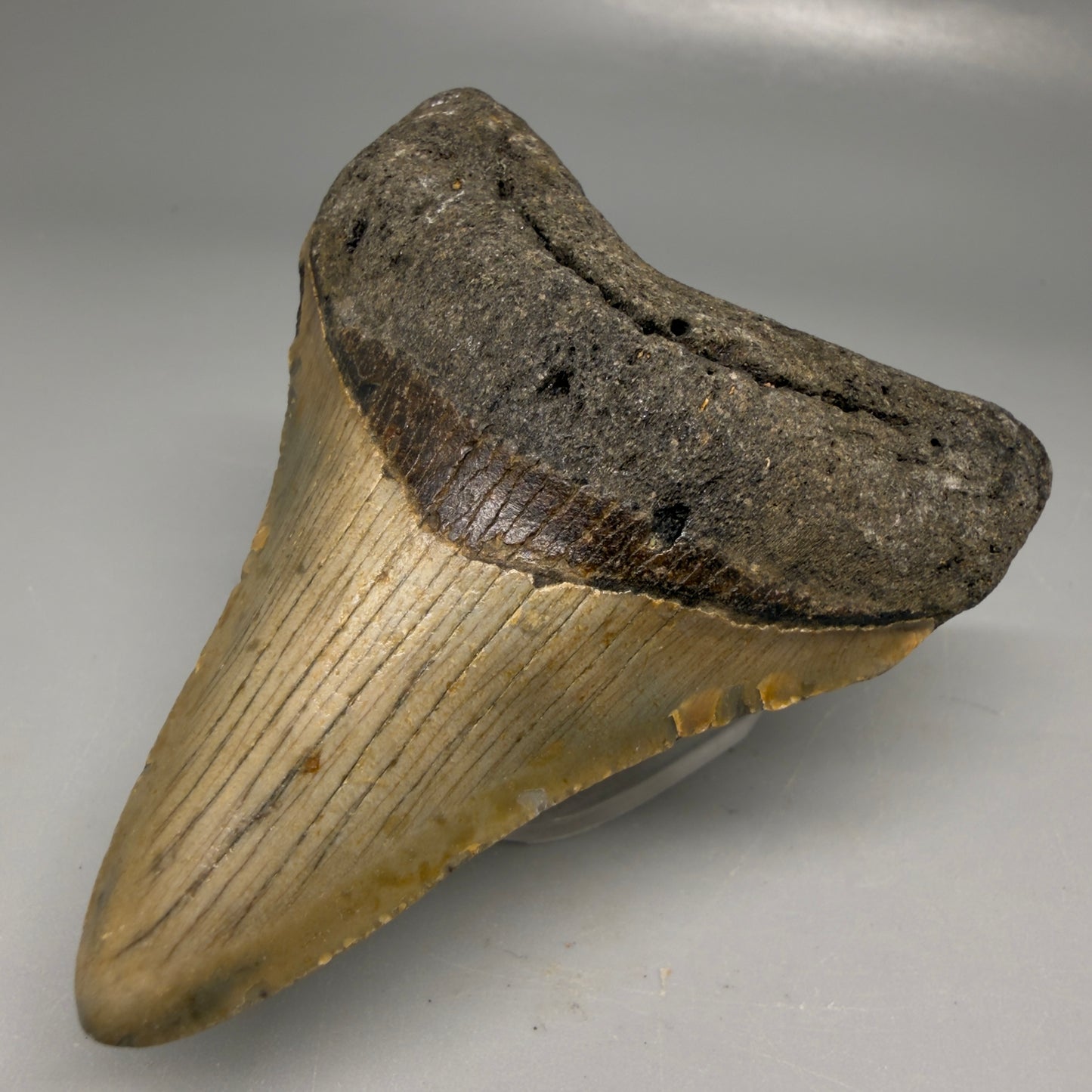 Front Right View Colorful 3.25" Fossil Megalodon Tooth from North Carolina - megalodonteeth.com CM6193