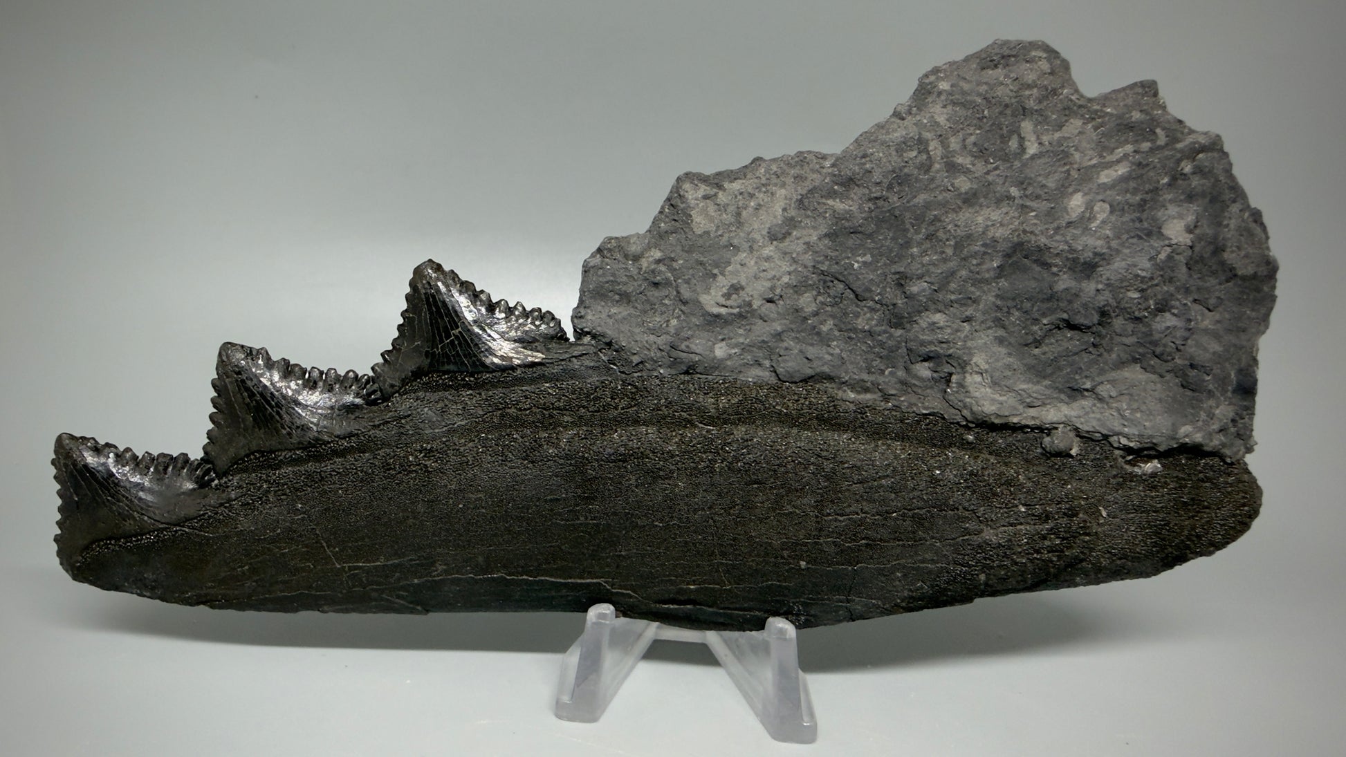 Back View Pyrite 6.92" Fossil Edestus heinrichi shark Jaw - 300 million years old R644
