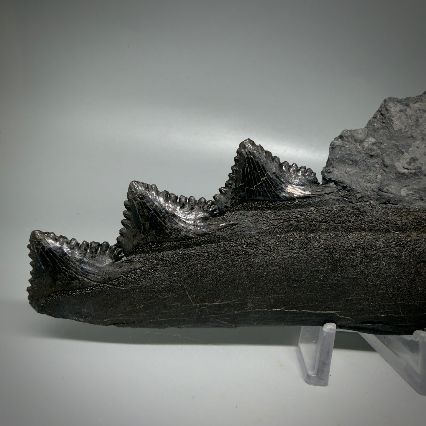 Back View Pyrite 6.92" Fossil Edestus heinrichi shark Jaw - 300 million years old R644 - 1