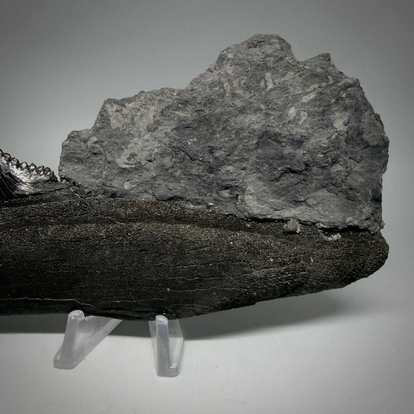 Back View Pyrite 6.92" Fossil Edestus heinrichi shark Jaw - 300 million years old R644 - 2