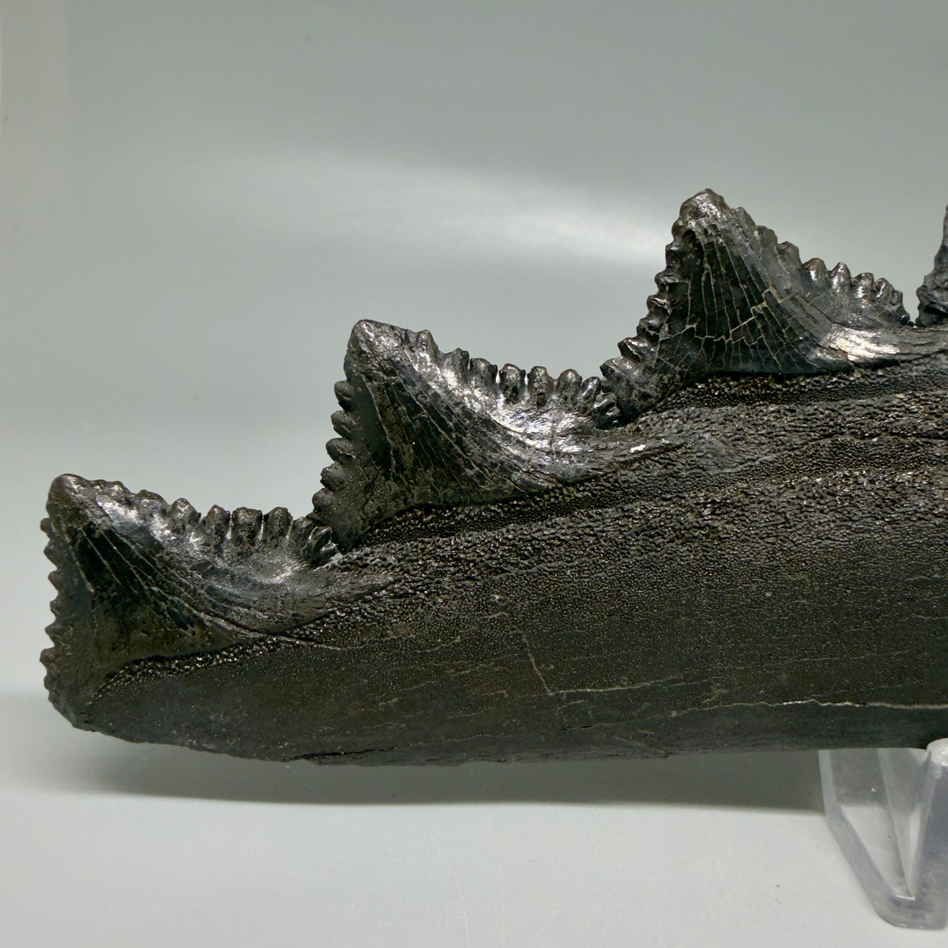 Front View Pyrite 6.92" Fossil Edestus heinrichi shark Jaw - 300 million years old R644 - 4